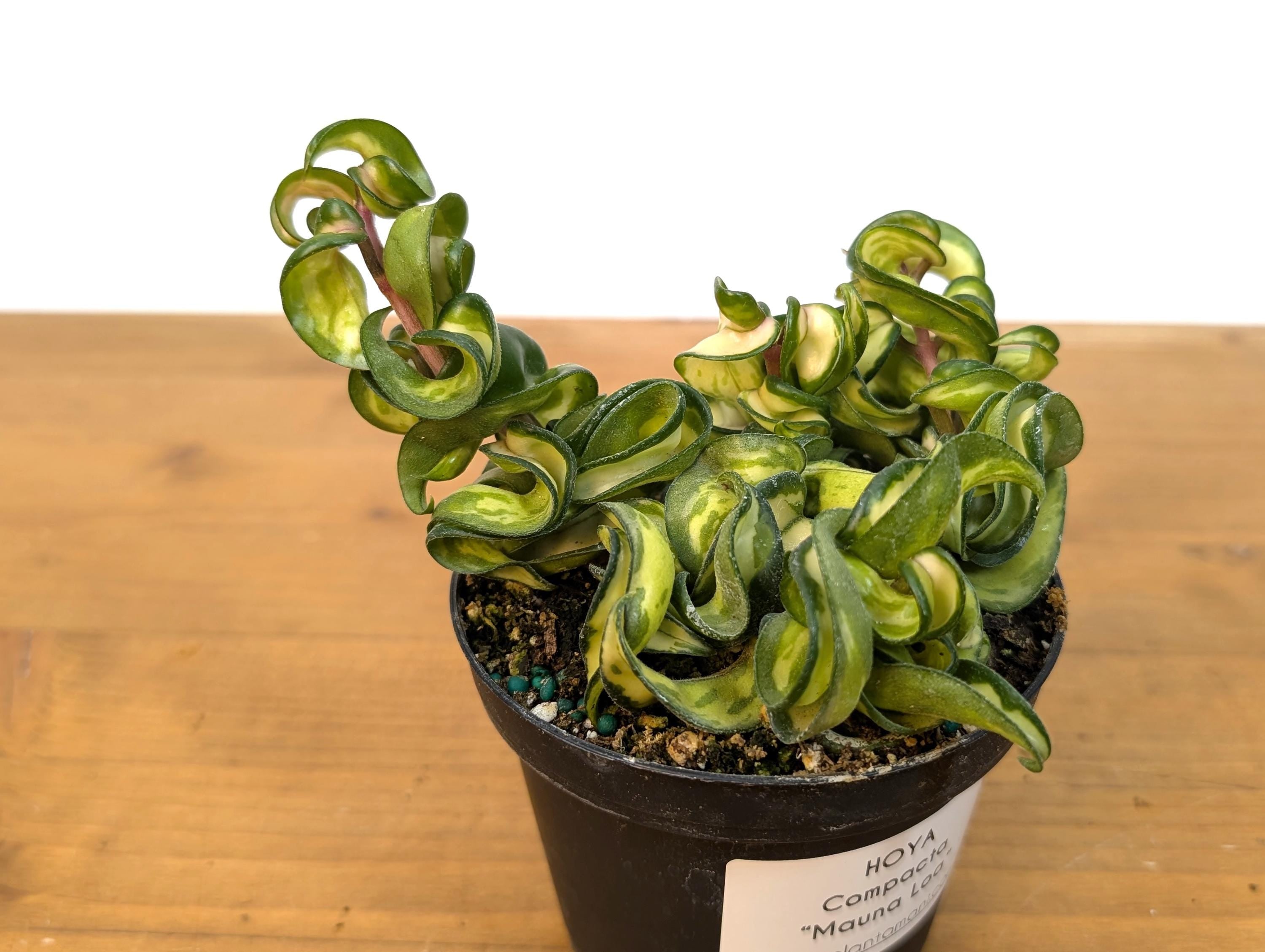 Hoya Mauna Loa Carnosa Compacta Inner Variegated Hindu Rope