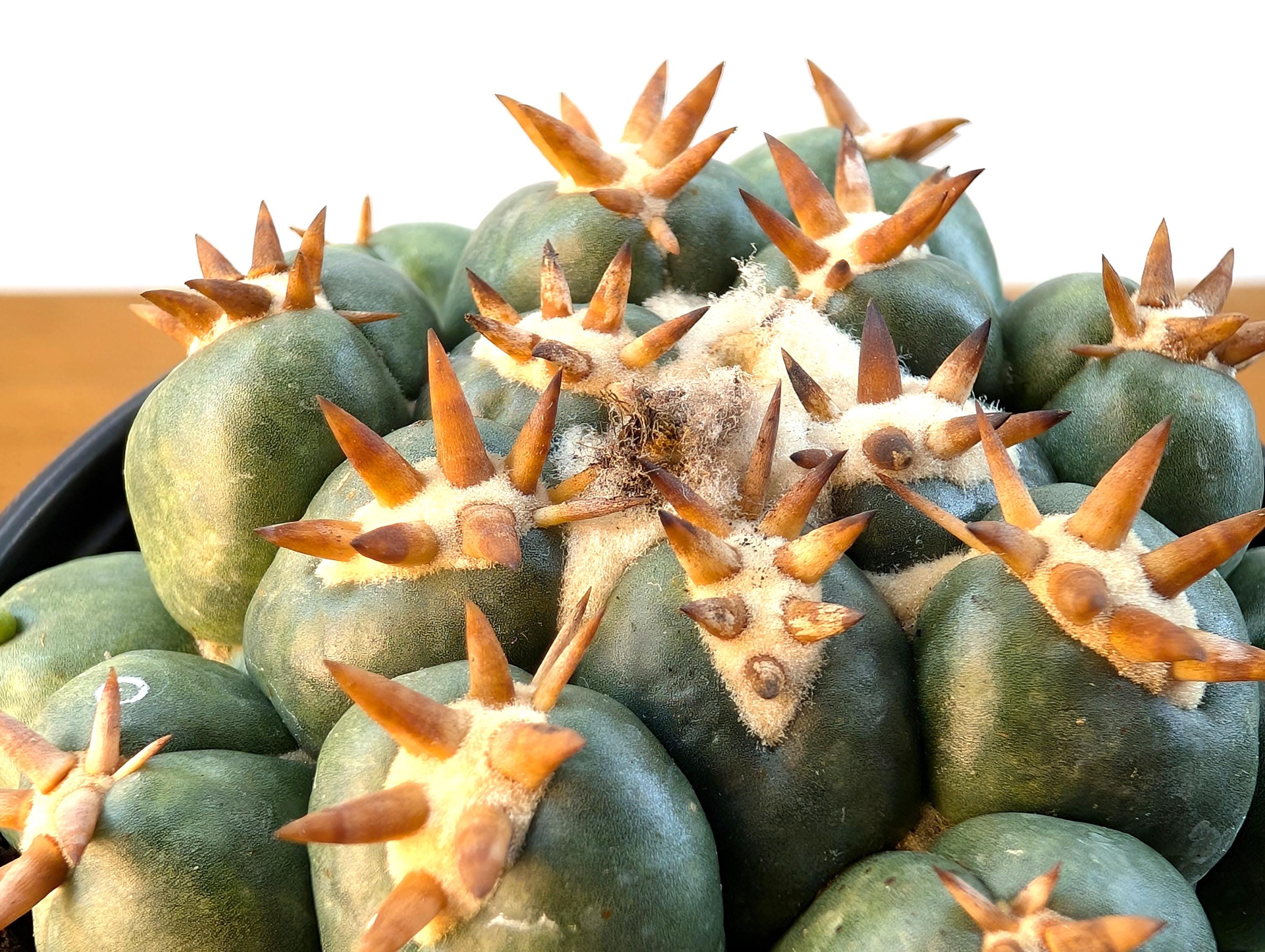 Beehive Cactus - Coryphantha Elephantidens