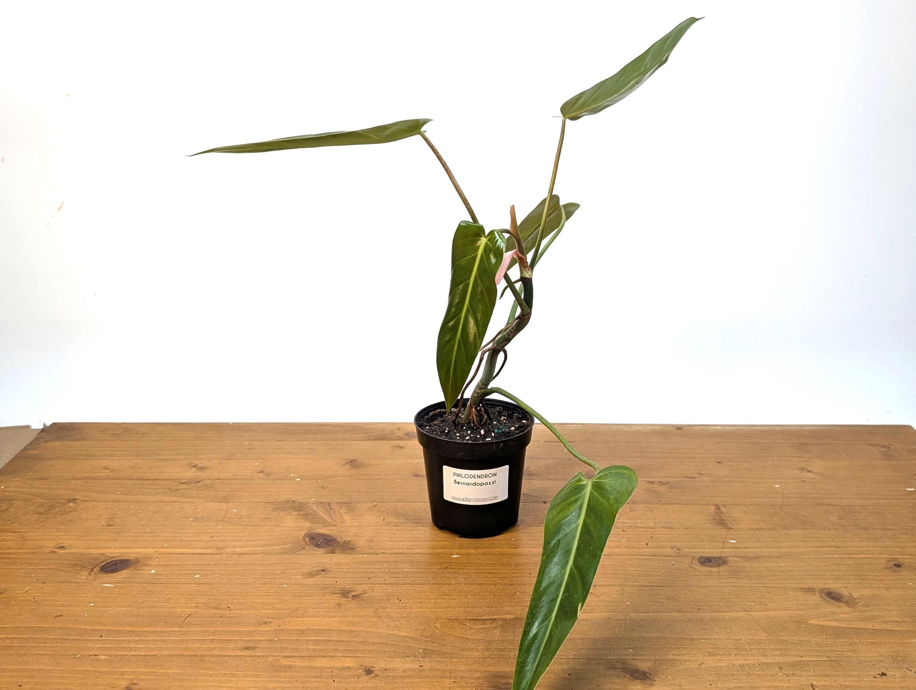 Philodendron Bernardopazzi