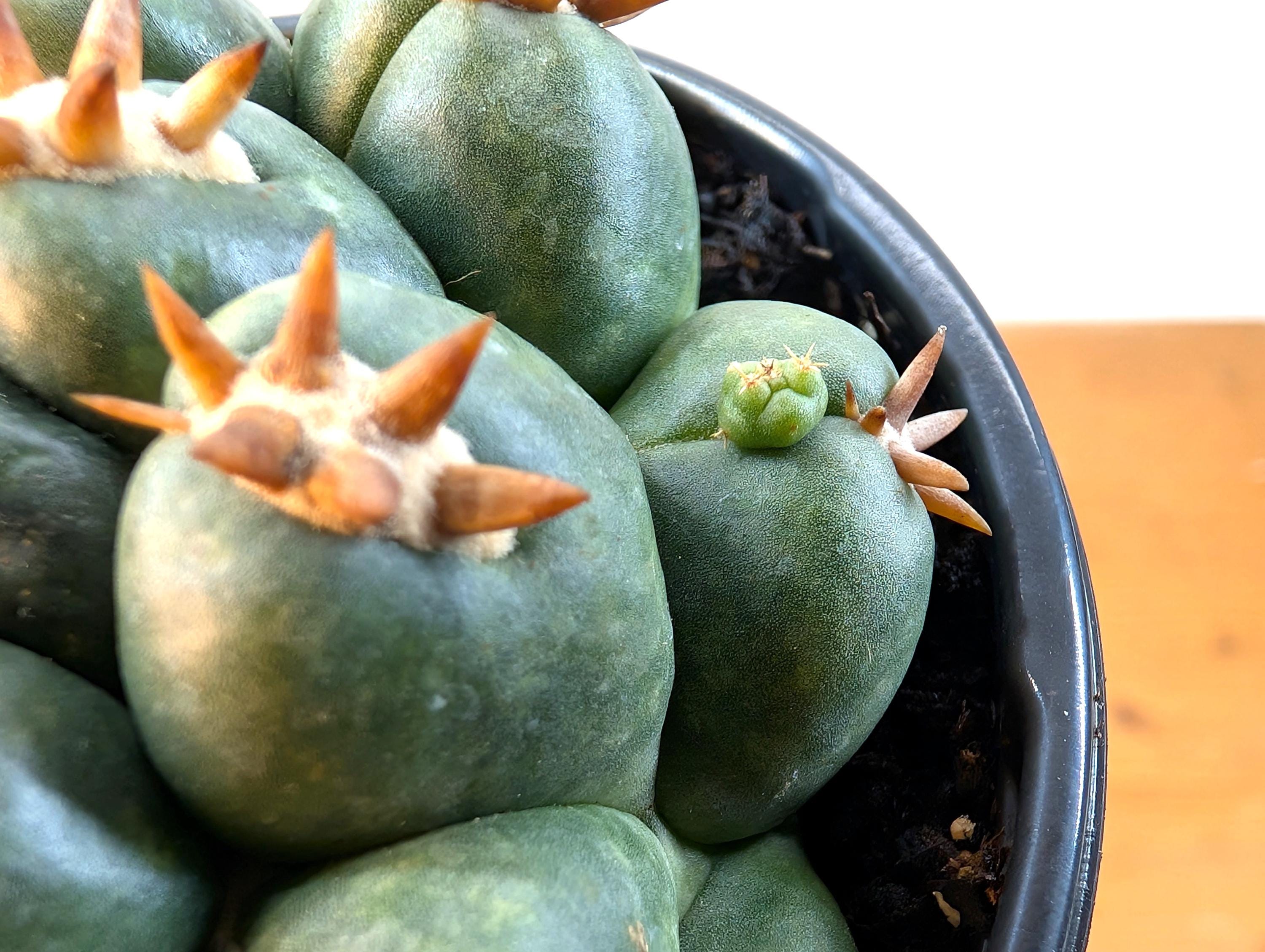 Beehive Cactus - Coryphantha Elephantidens