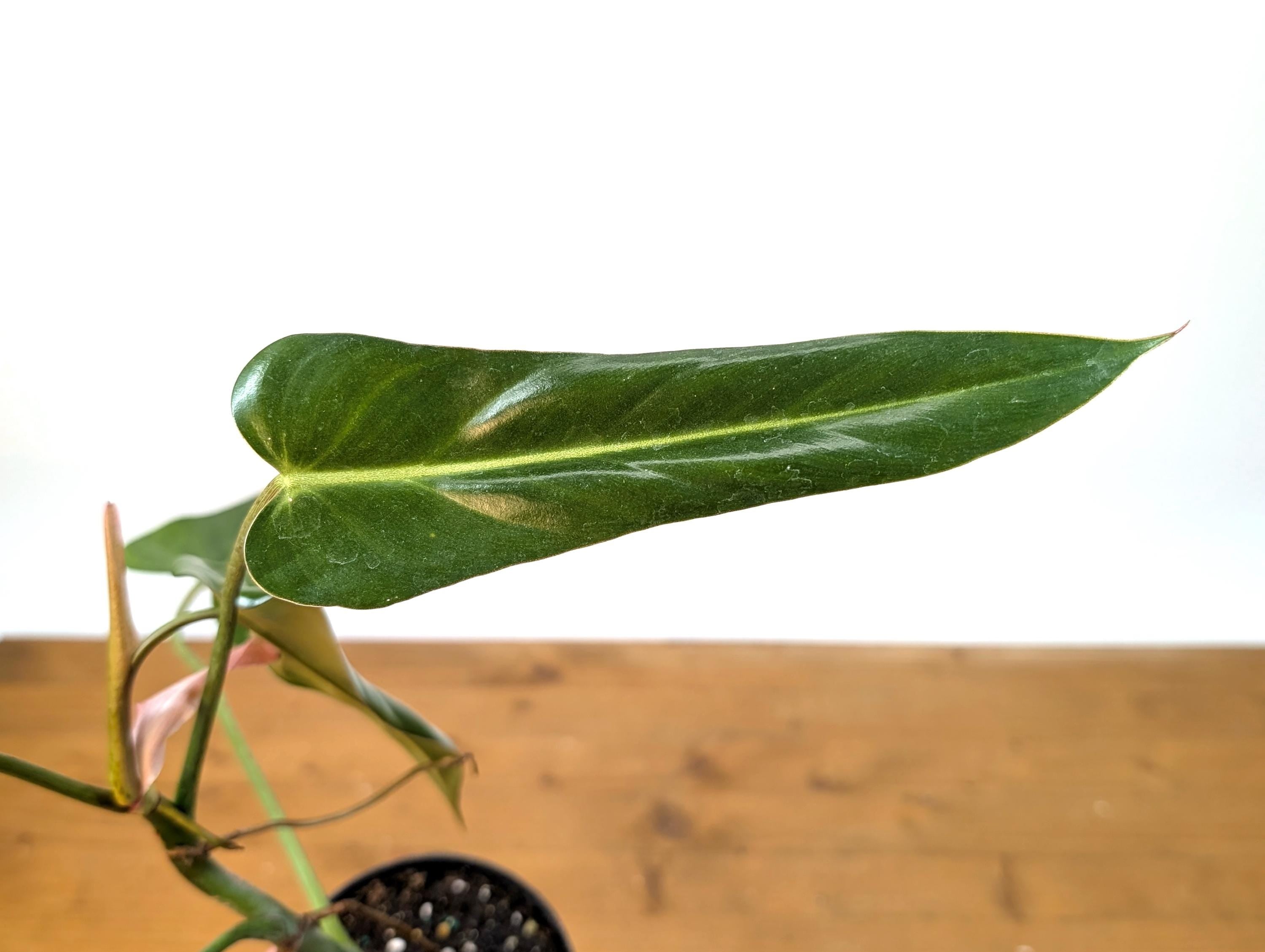 Philodendron Bernardopazzi