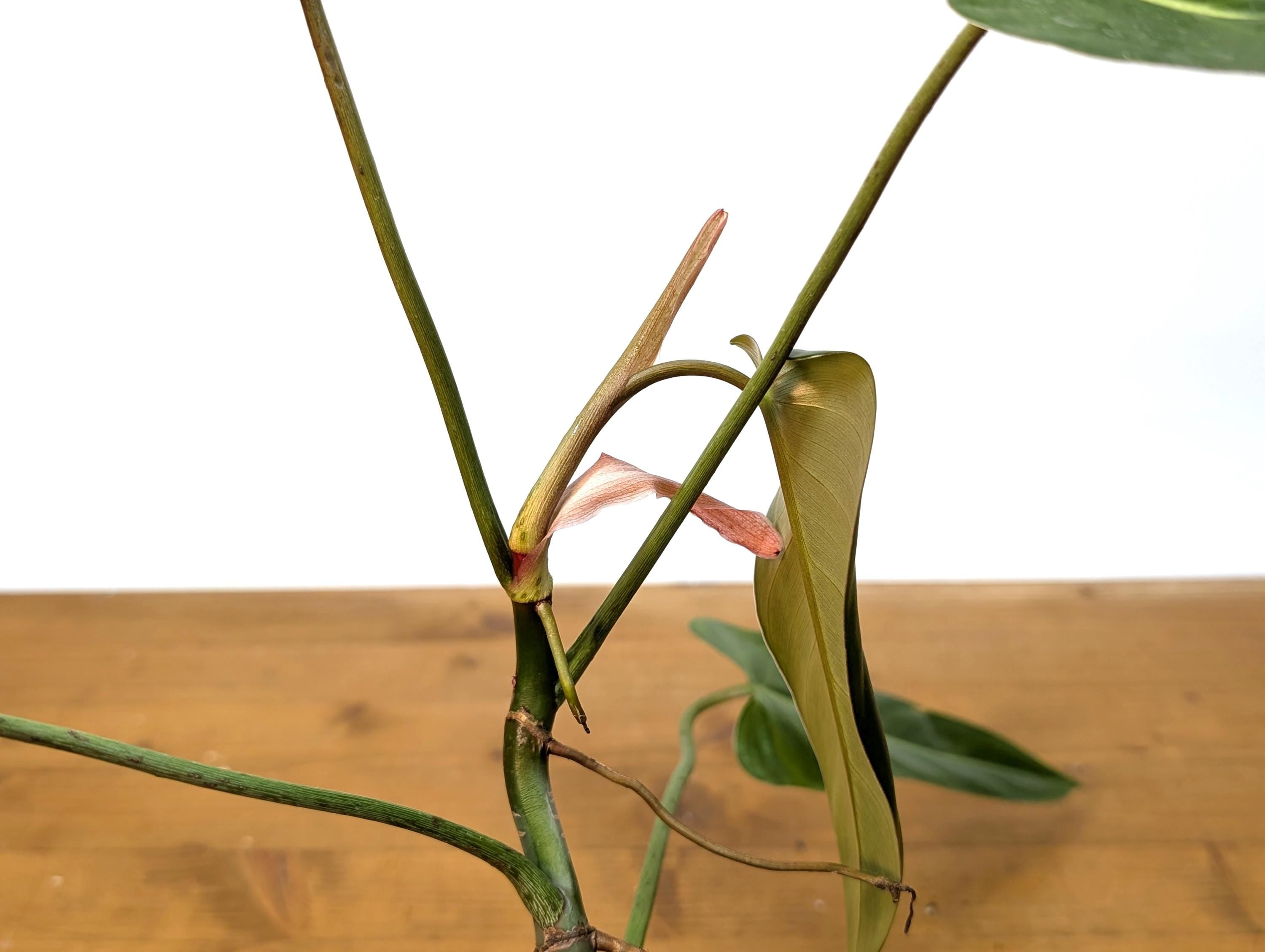 Philodendron Bernardopazzi