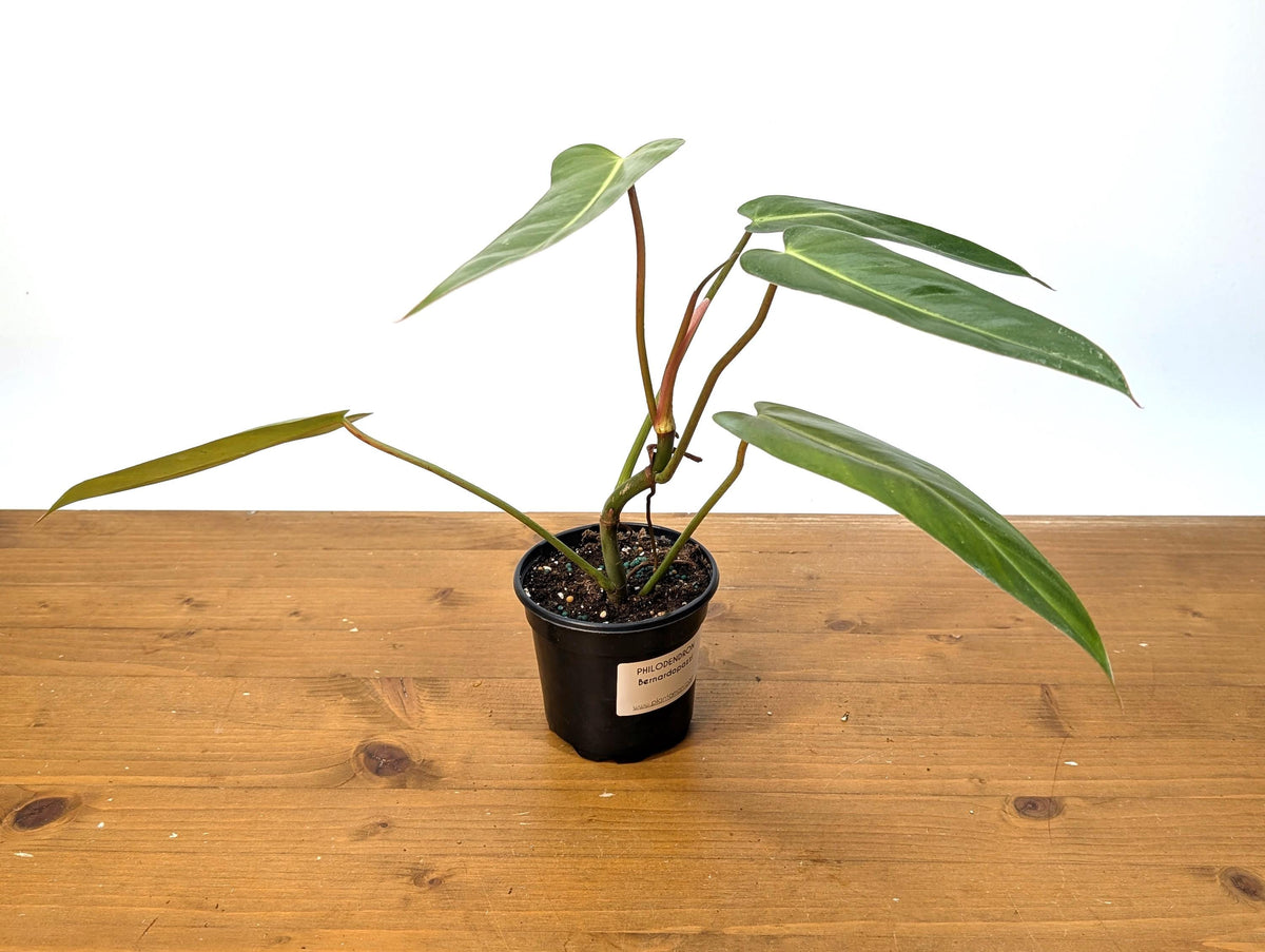 Philodendron Bernardopazzi