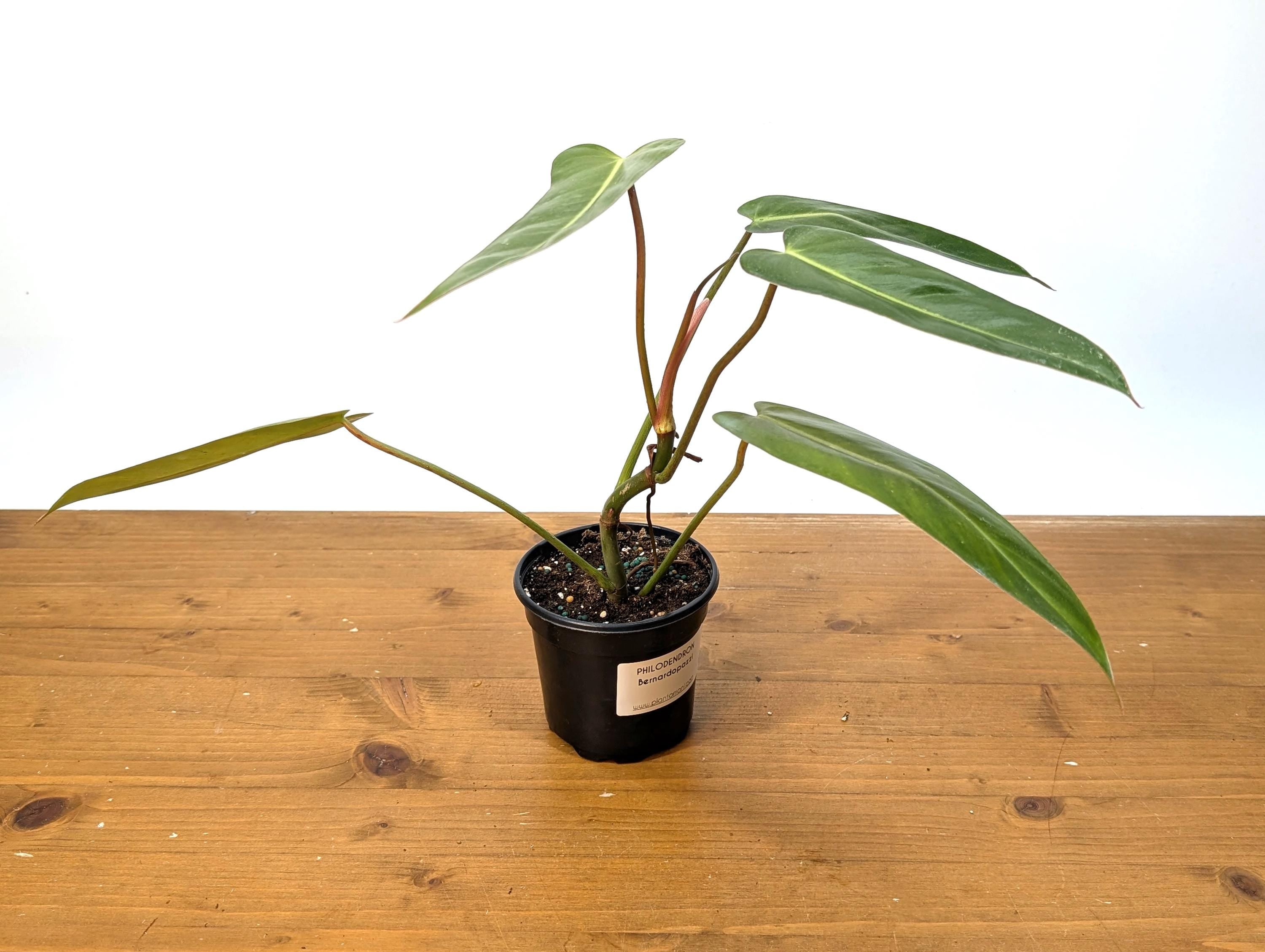 Philodendron Bernardopazzi