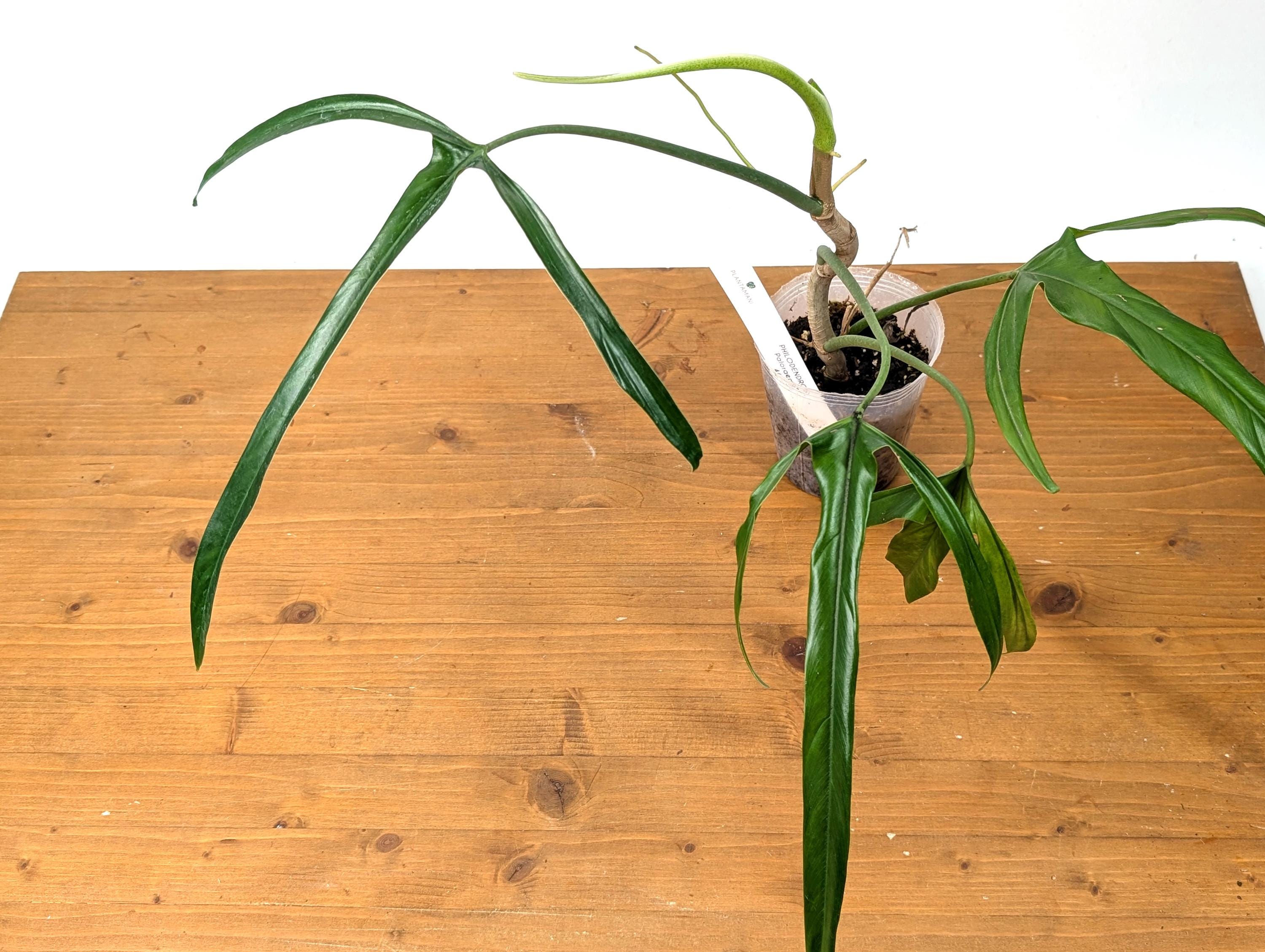 Philodendron Paloraense