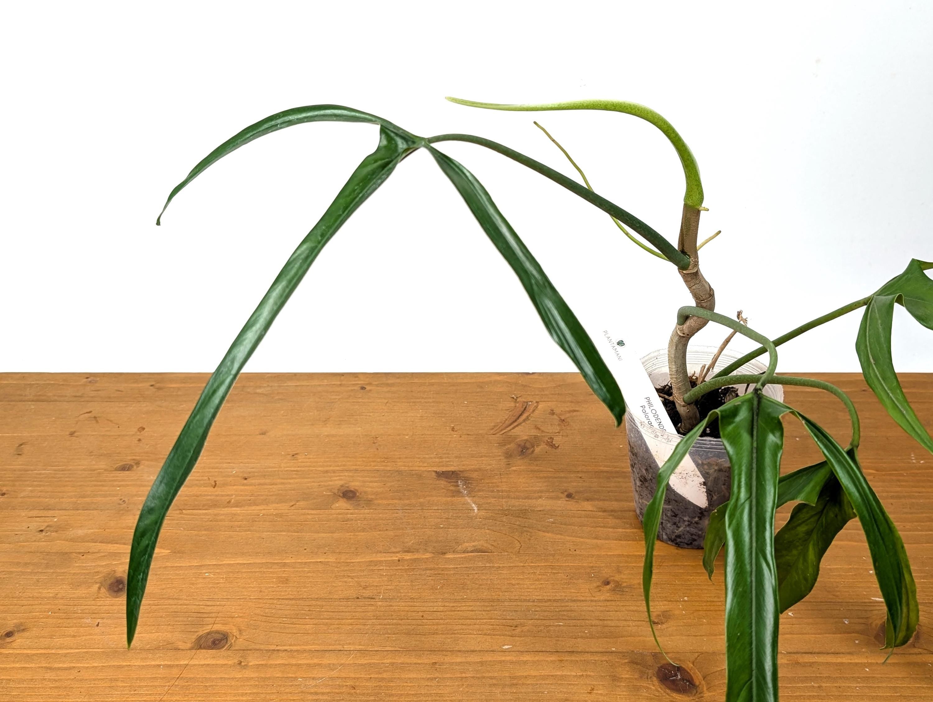 Philodendron Paloraense