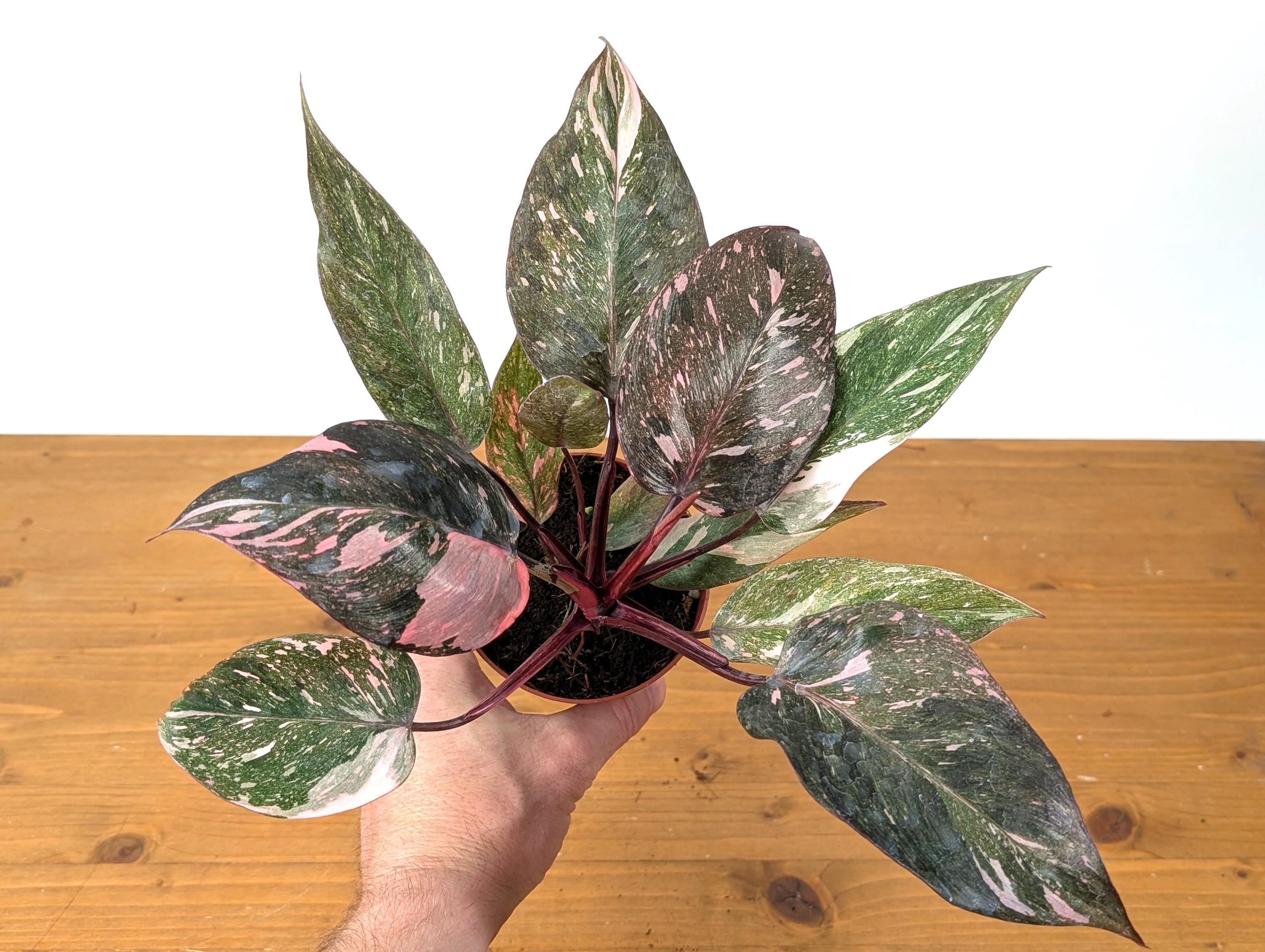 philodendron marble galaxy Philodendron Pink Princess Marble Galaxy