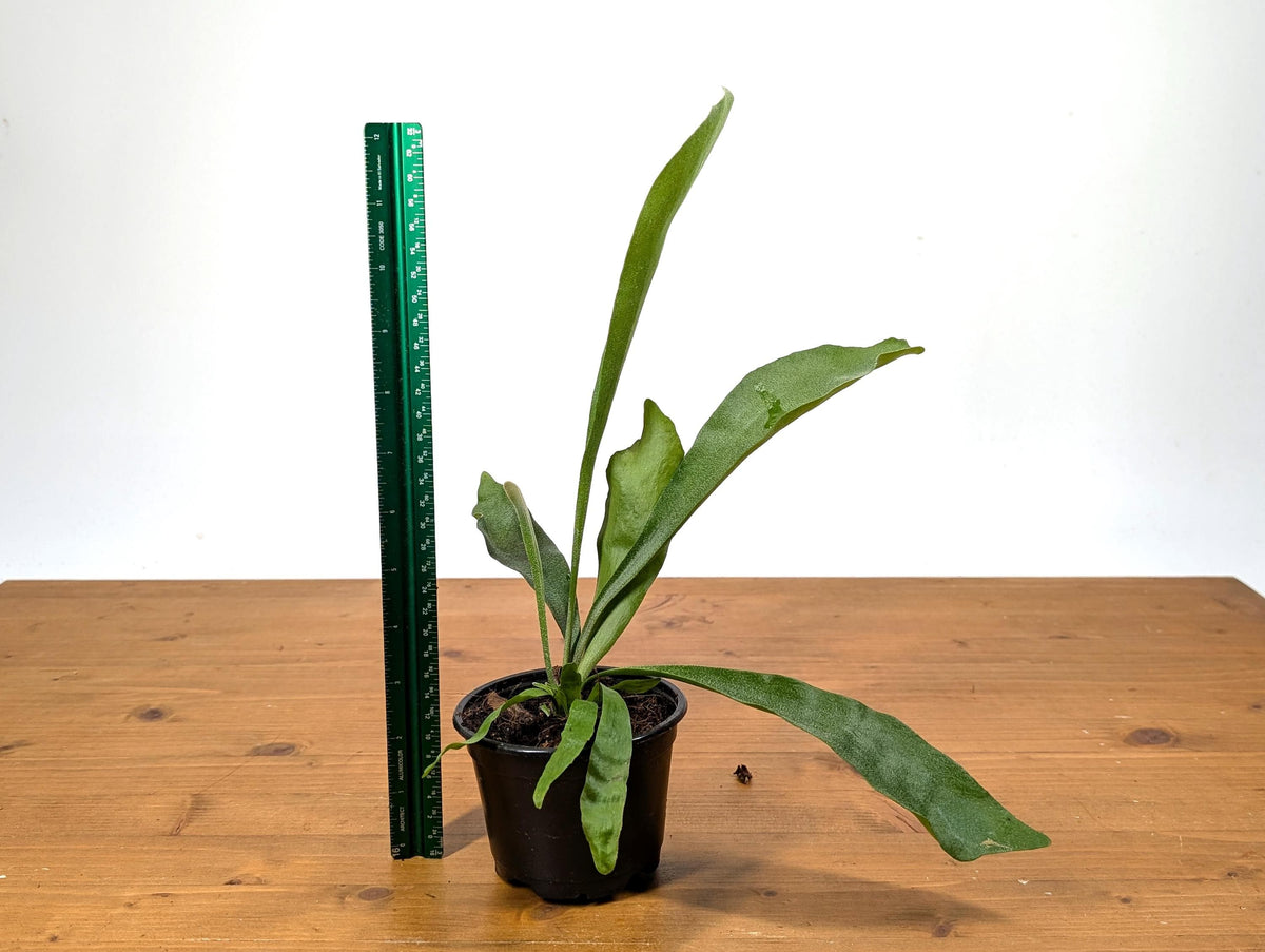 French Silver Staghorn Fern (Platycerium veitchii lemoinei)