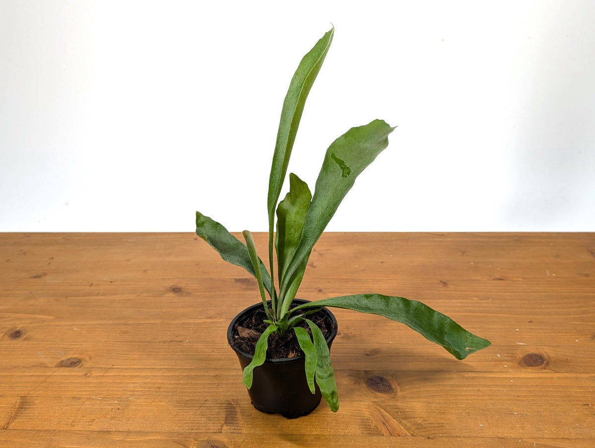 French Silver Staghorn Fern (Platycerium veitchii lemoinei)