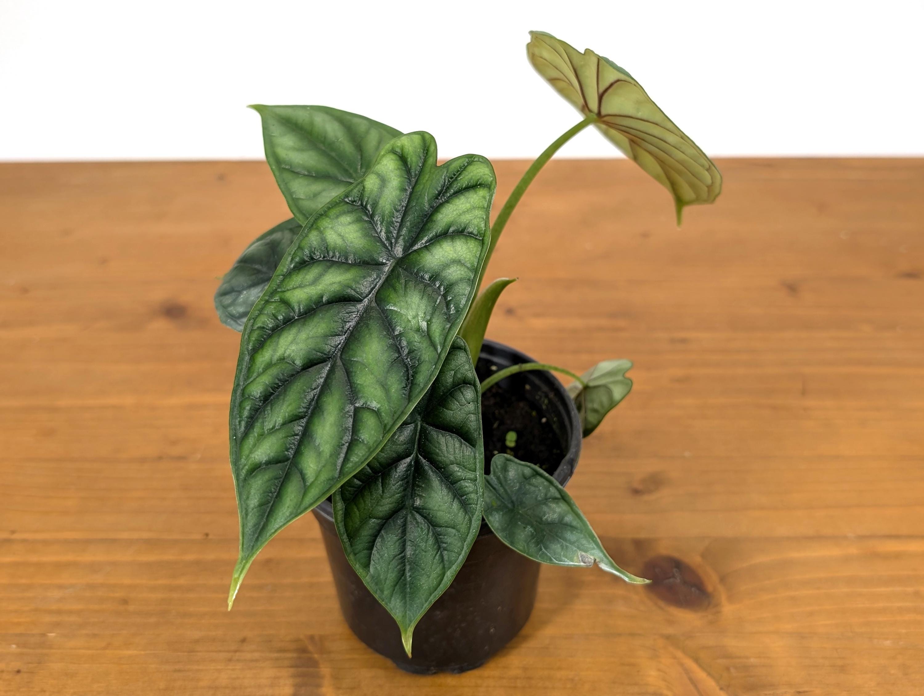 Alocasia Dragon Scale