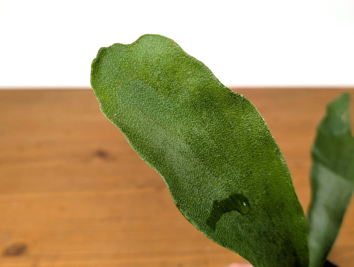 French Silver Staghorn Fern (Platycerium veitchii lemoinei)