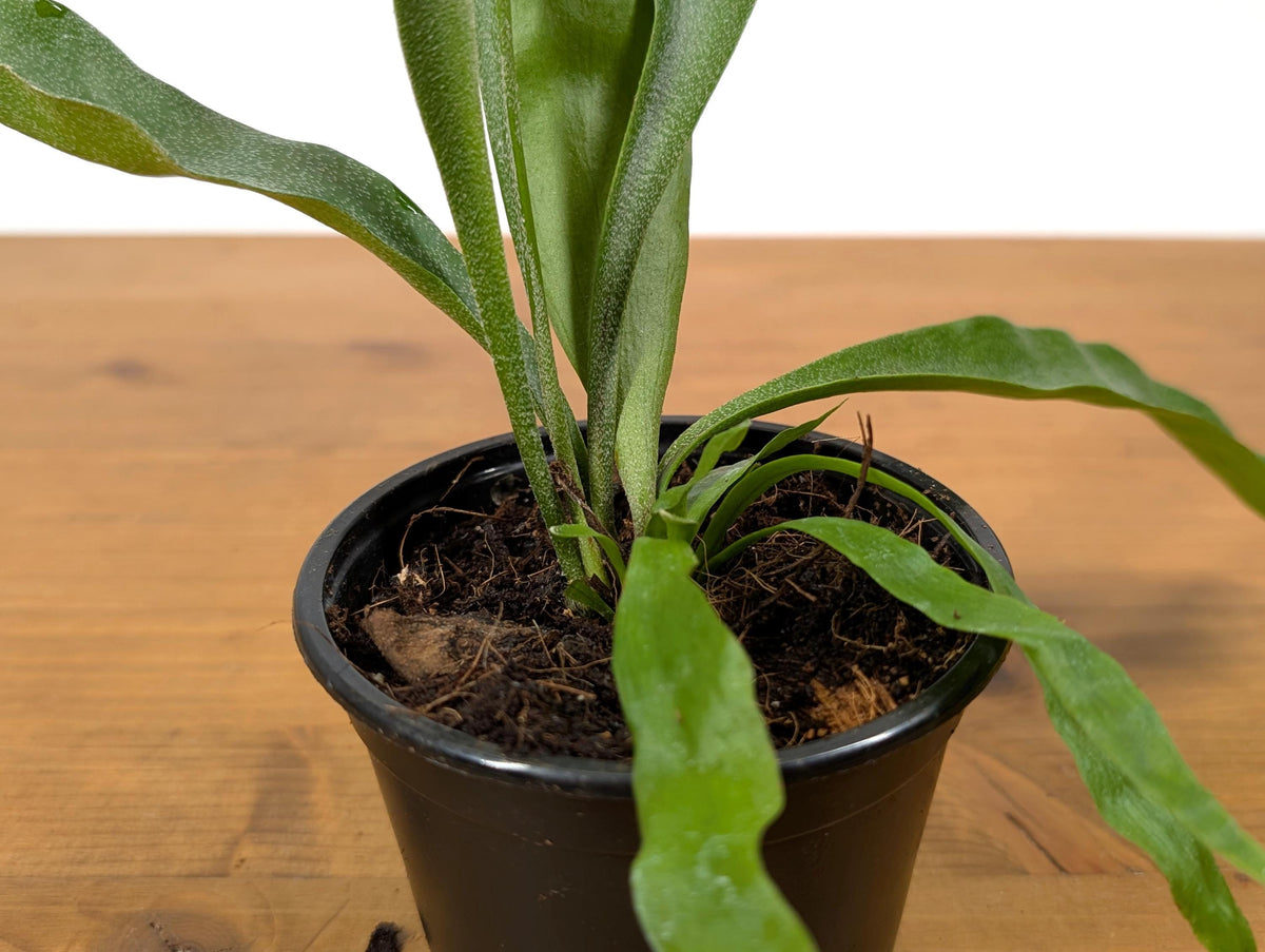 French Silver Staghorn Fern (Platycerium veitchii lemoinei)