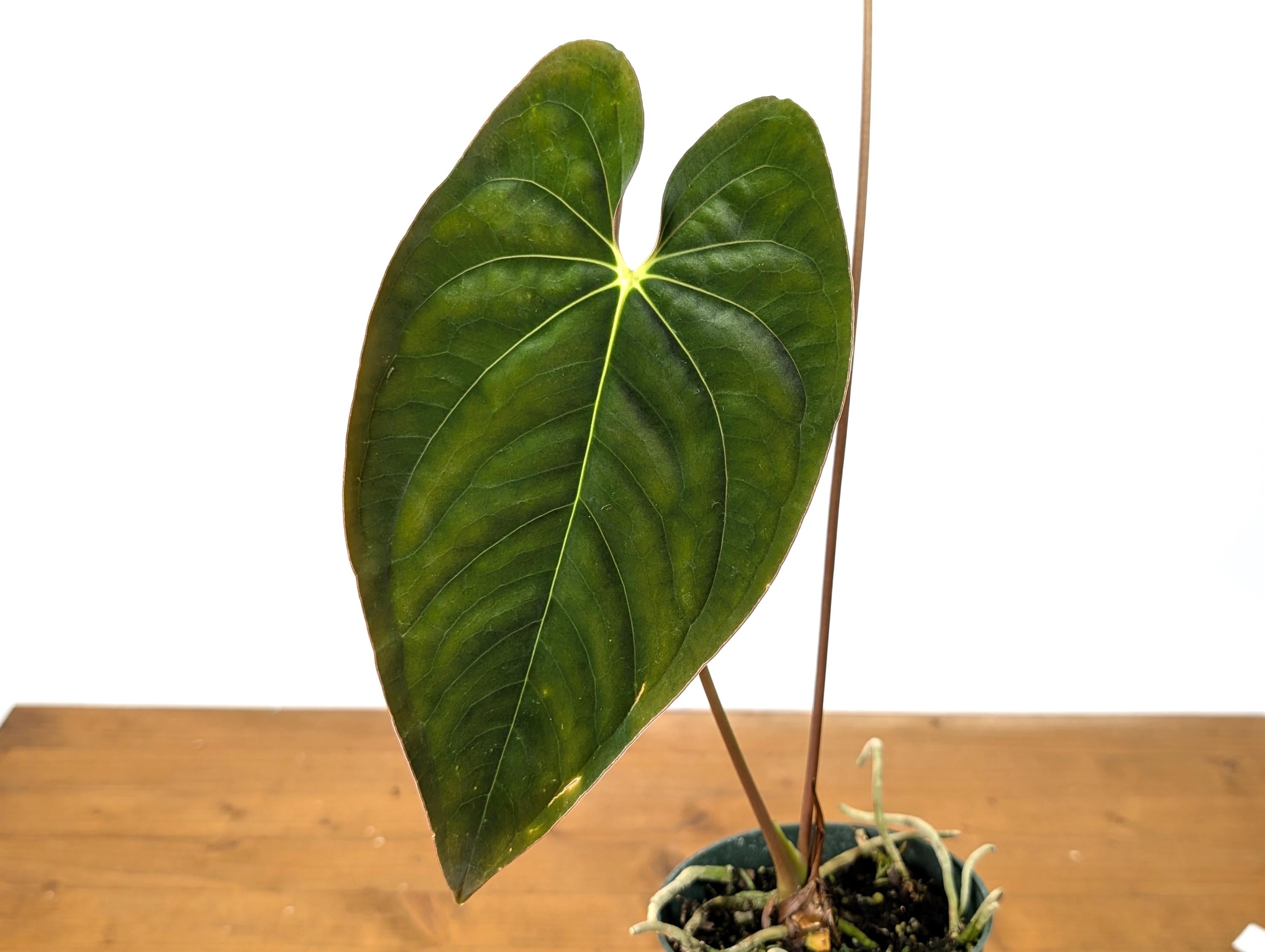 Anthurium Papillilaminum