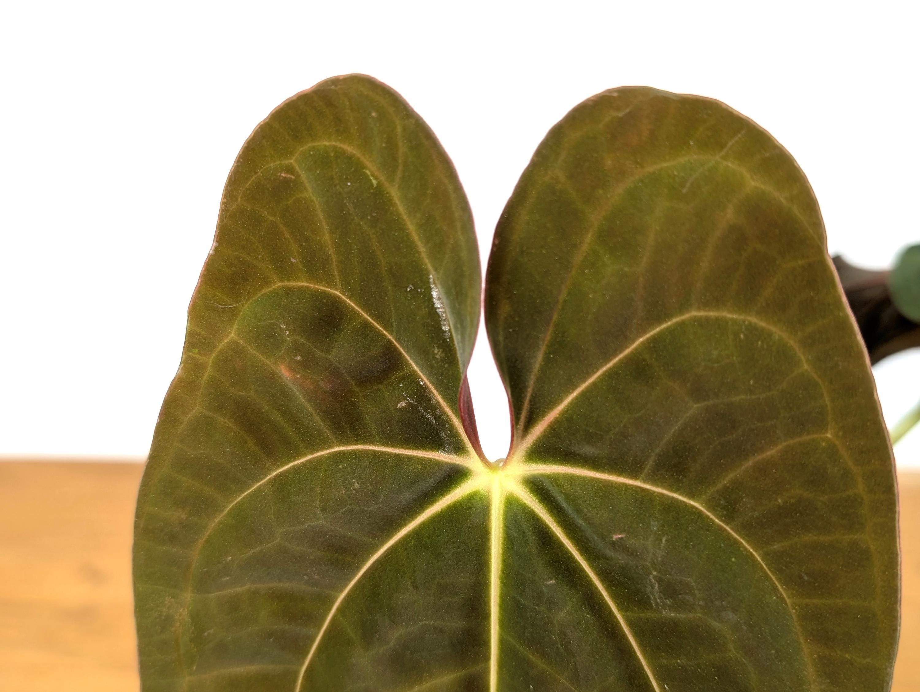 Anthurium Papillilaminum