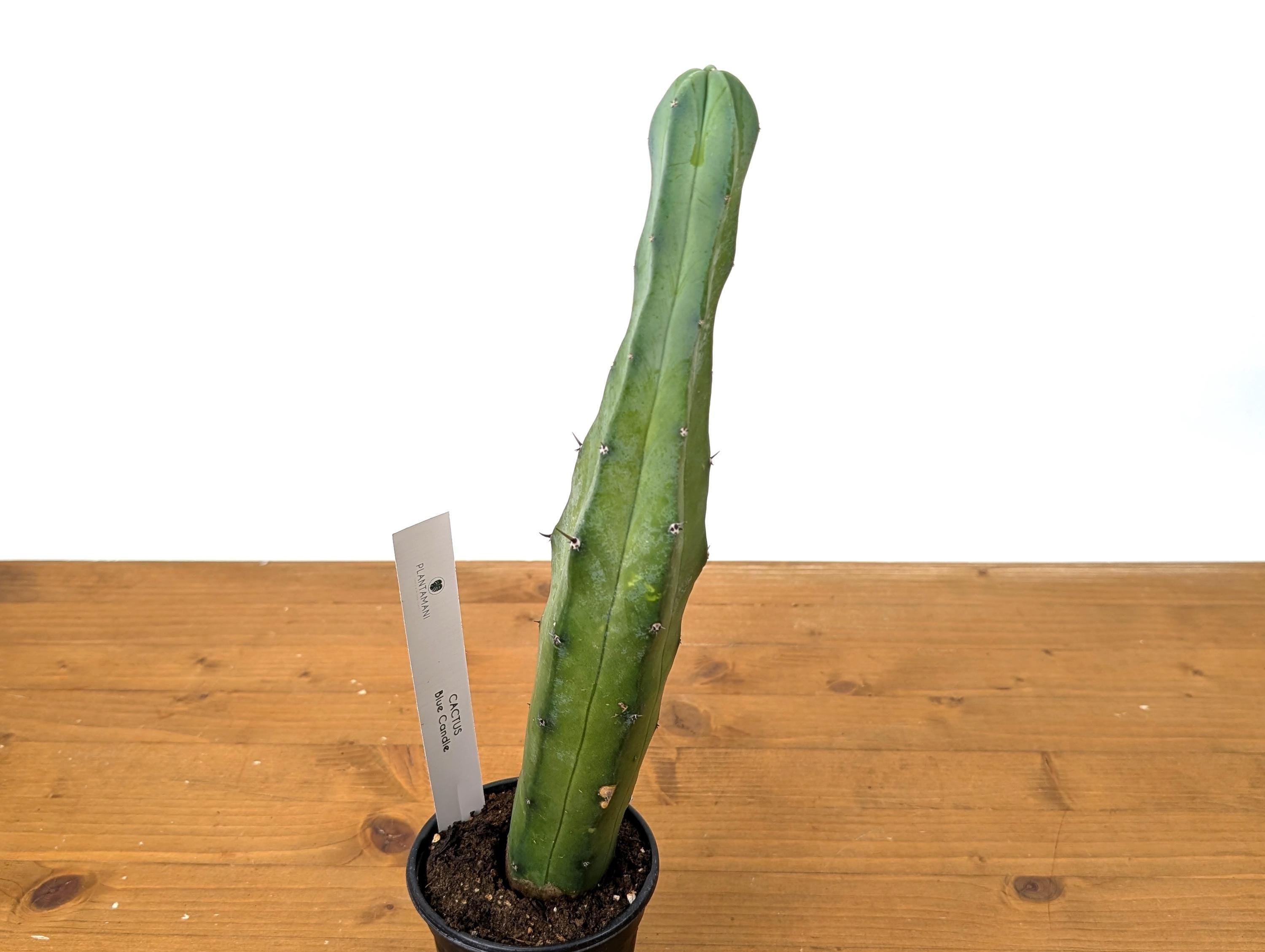 Blue Candle Cactus Live Plant - 4 Inch Pot