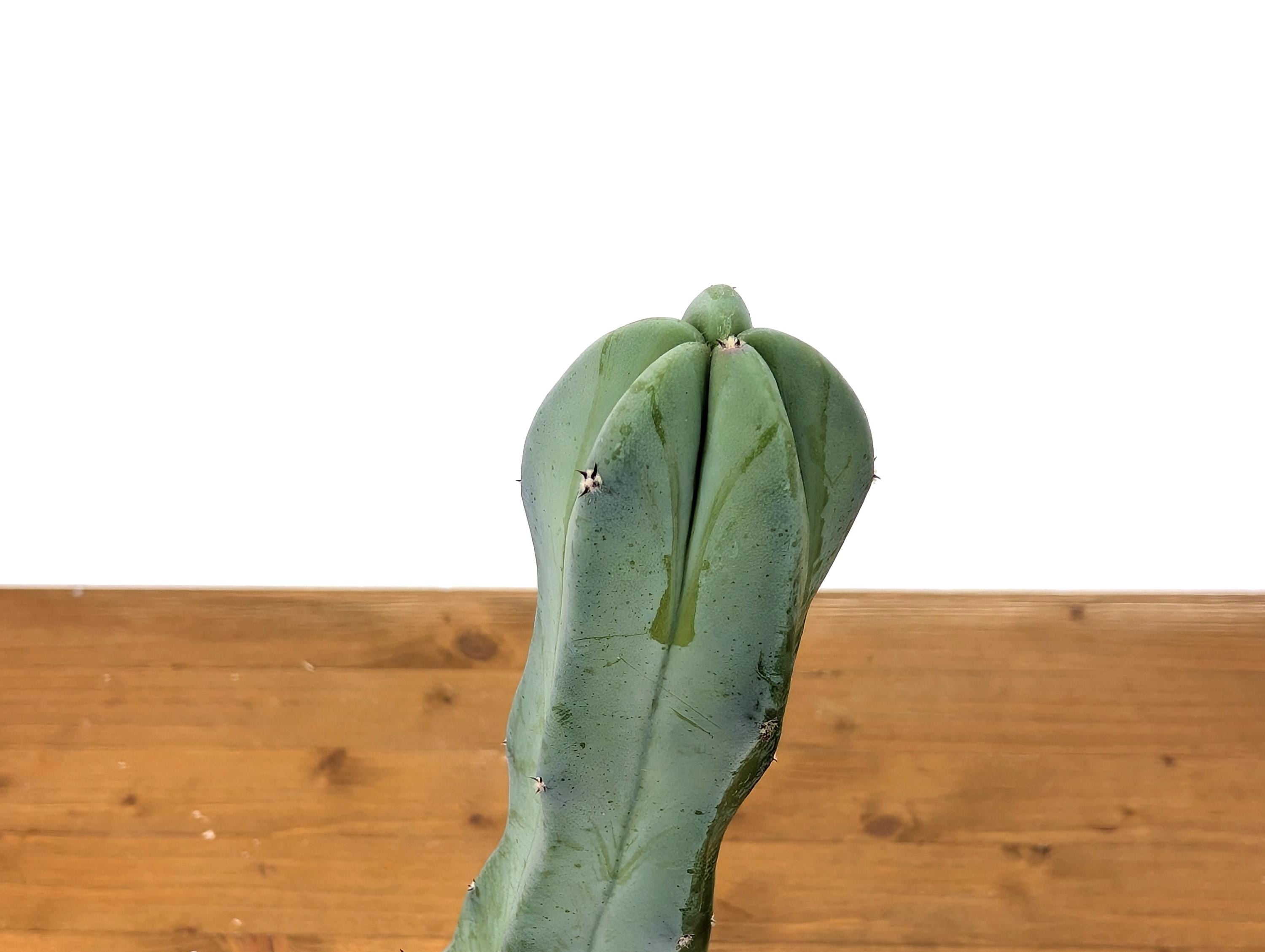 Blue Candle Cactus Live Plant - 4 Inch Pot