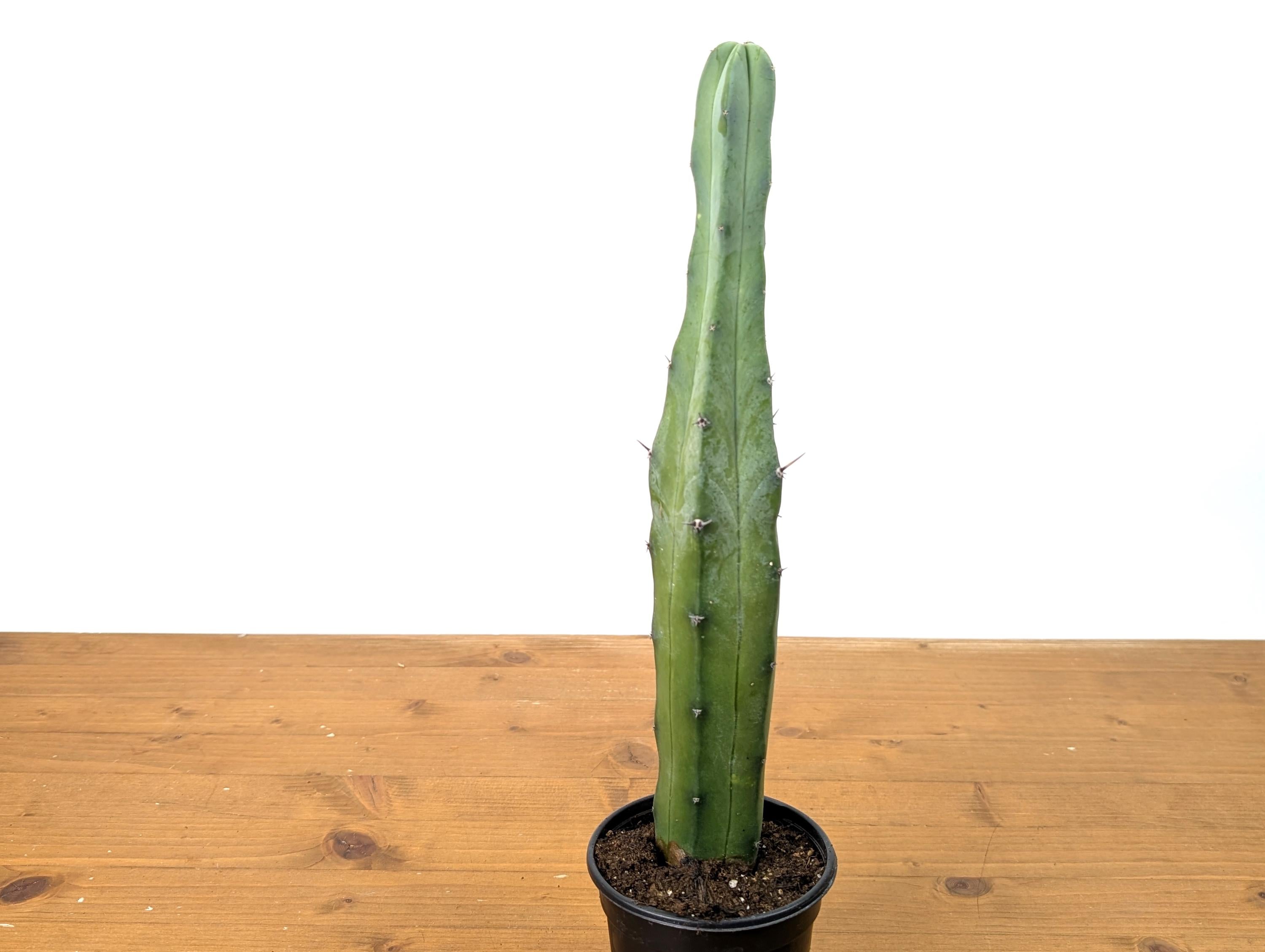 Blue Candle Cactus Live Plant - 4 Inch Pot