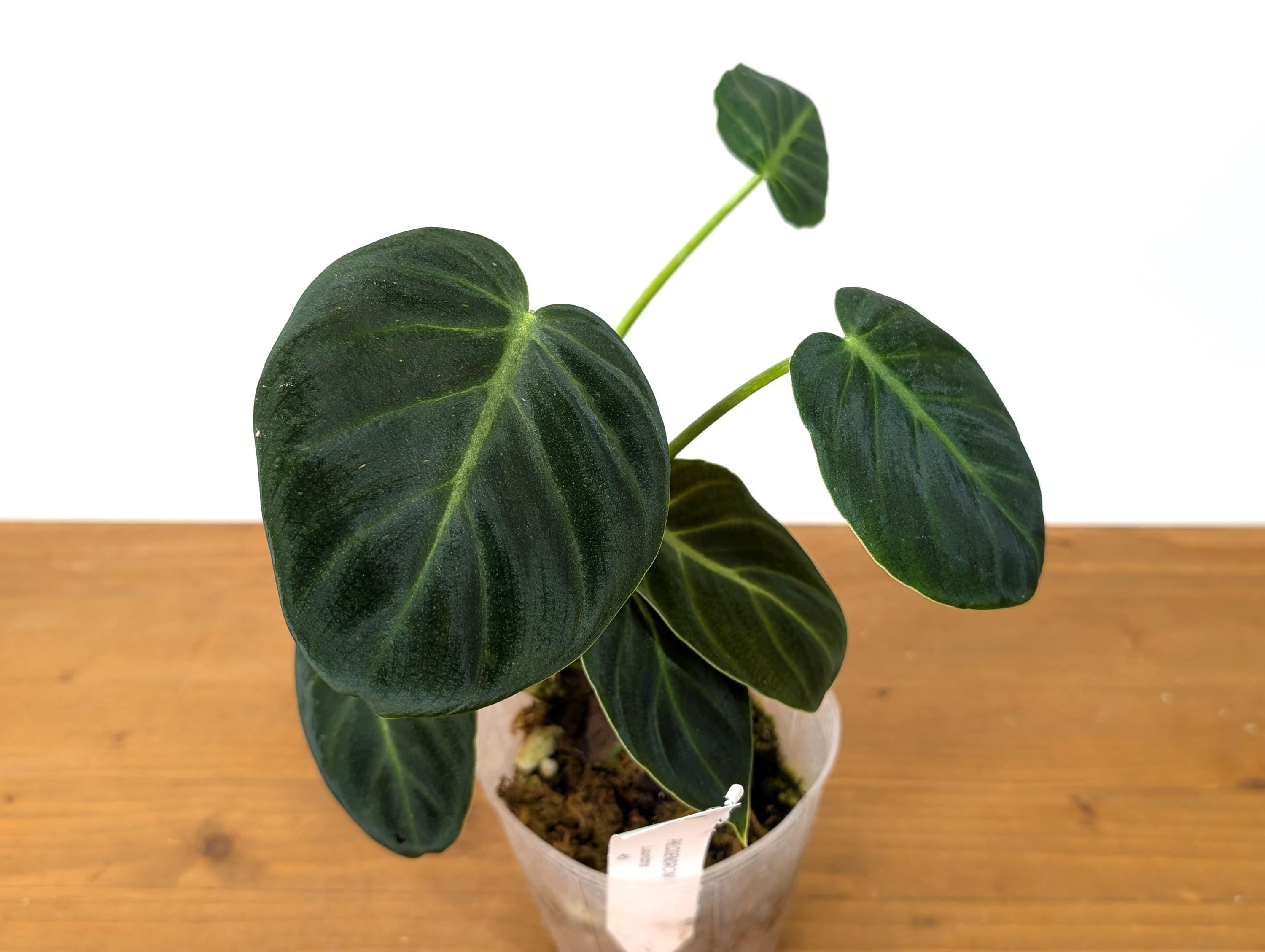 Philodendron Luxurians
