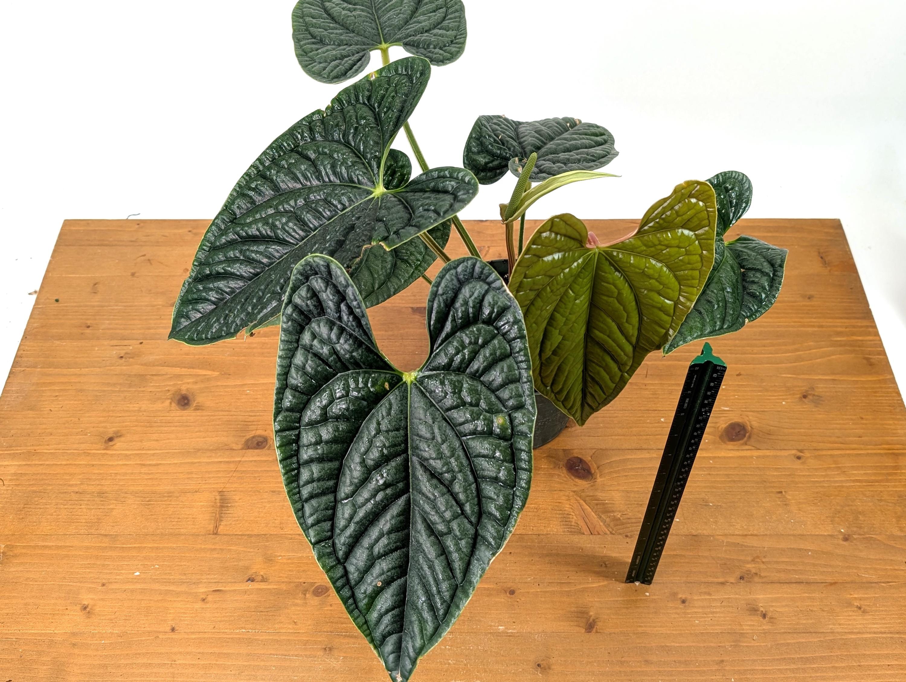 Anthurium Luxurians - XL