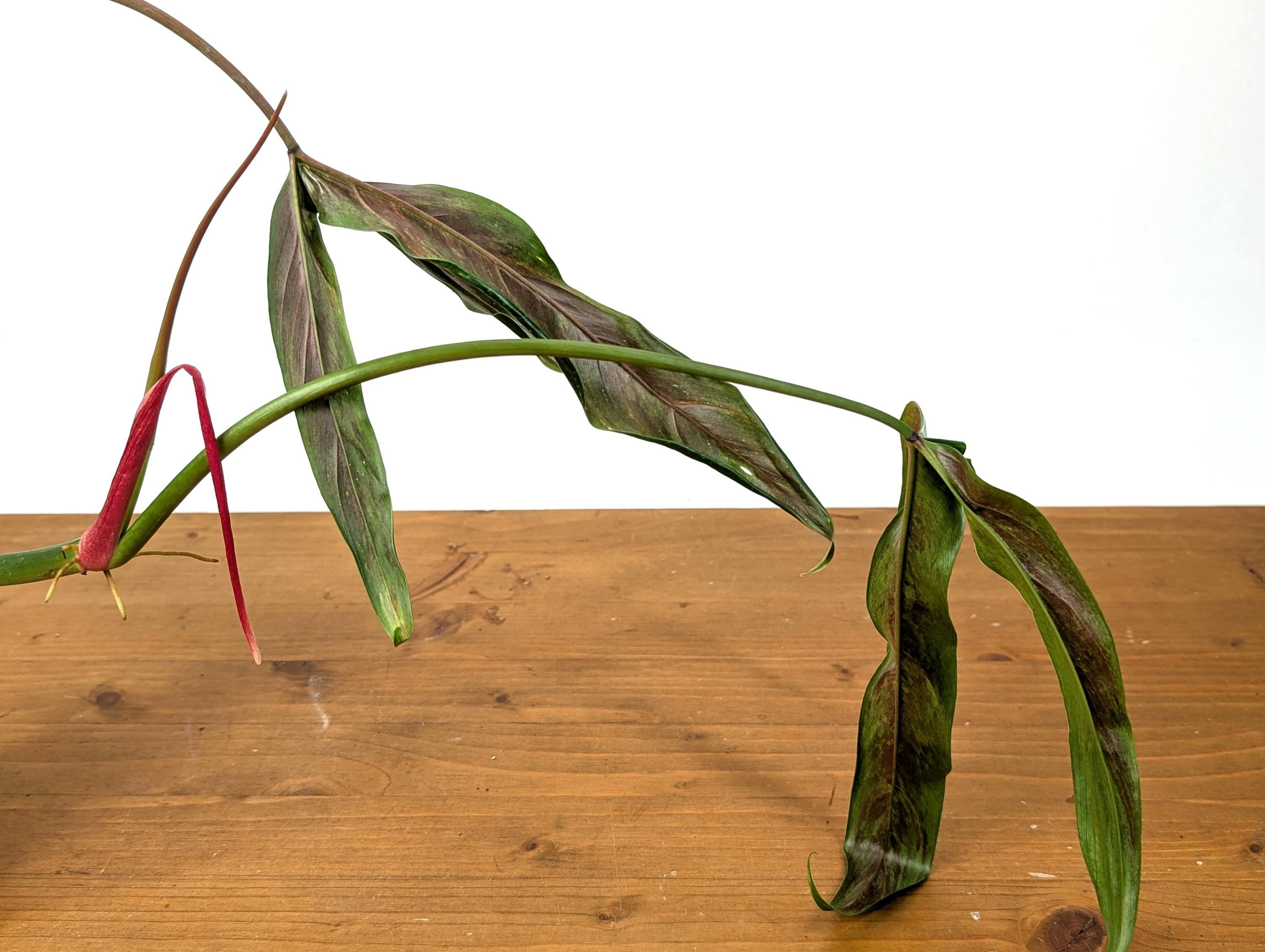 Philodendron Paloraense cf