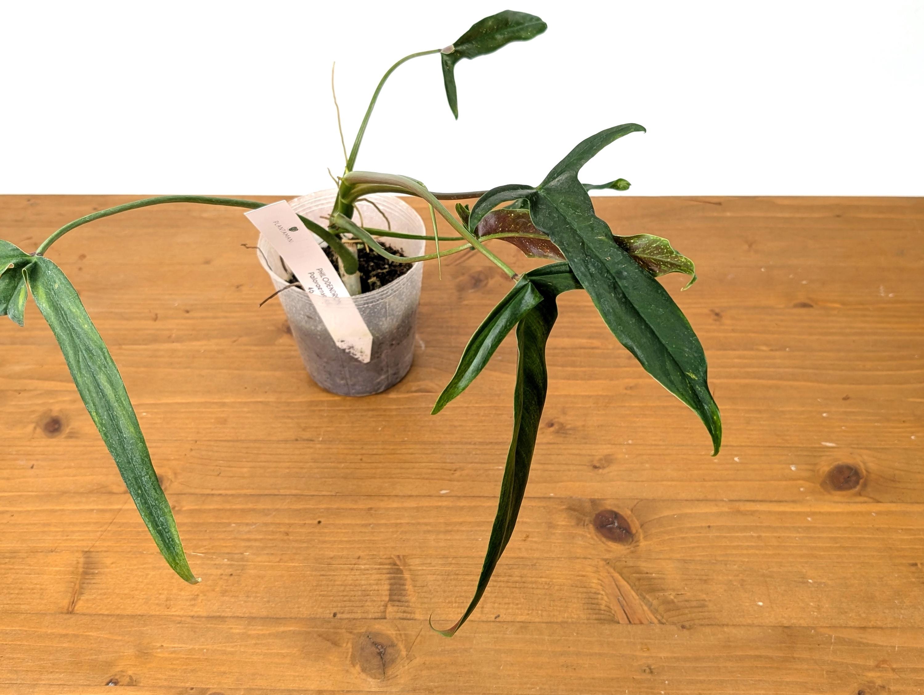Philodendron Paloraense cf