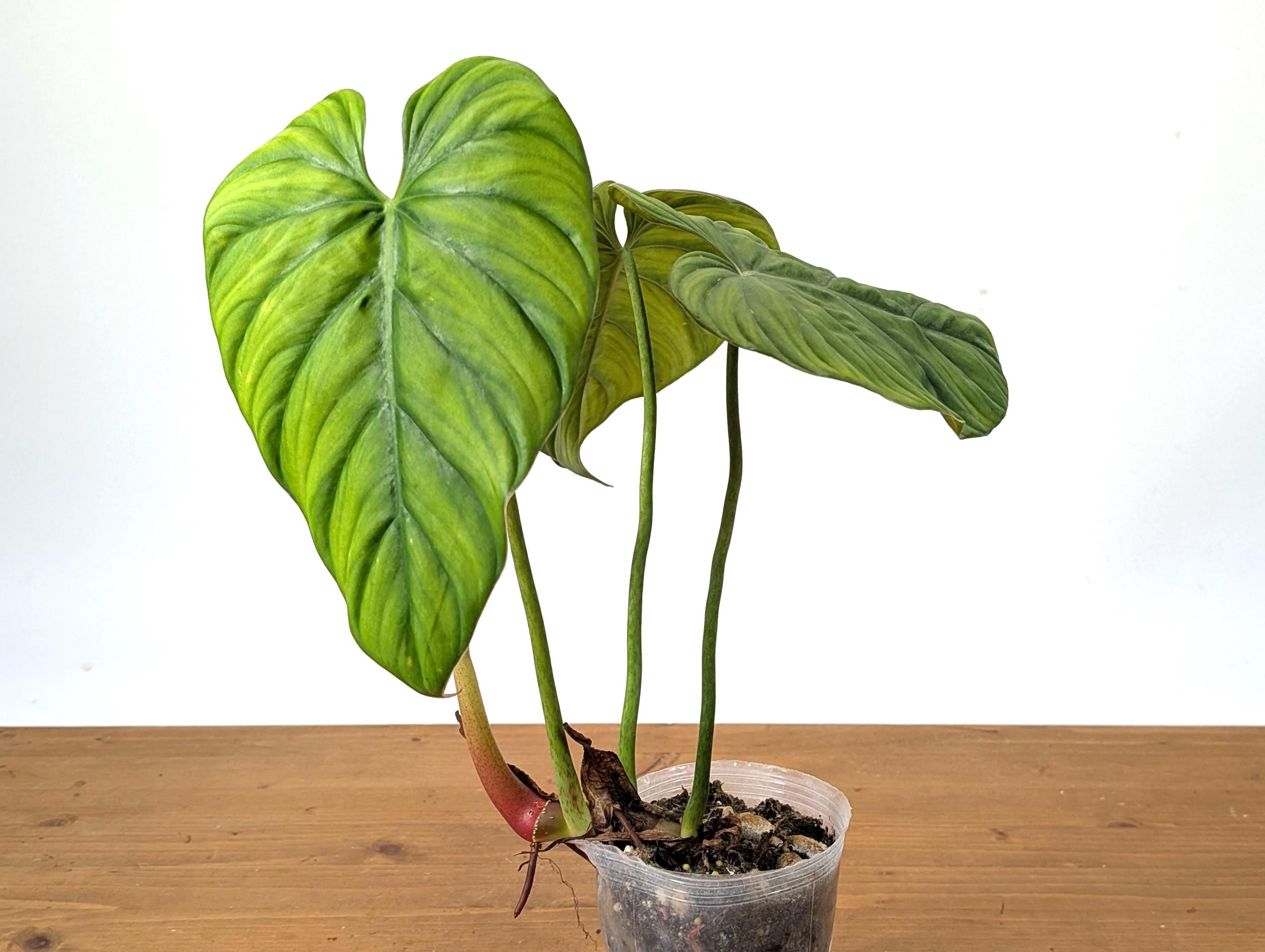 Philodendron sp Colombia Silver