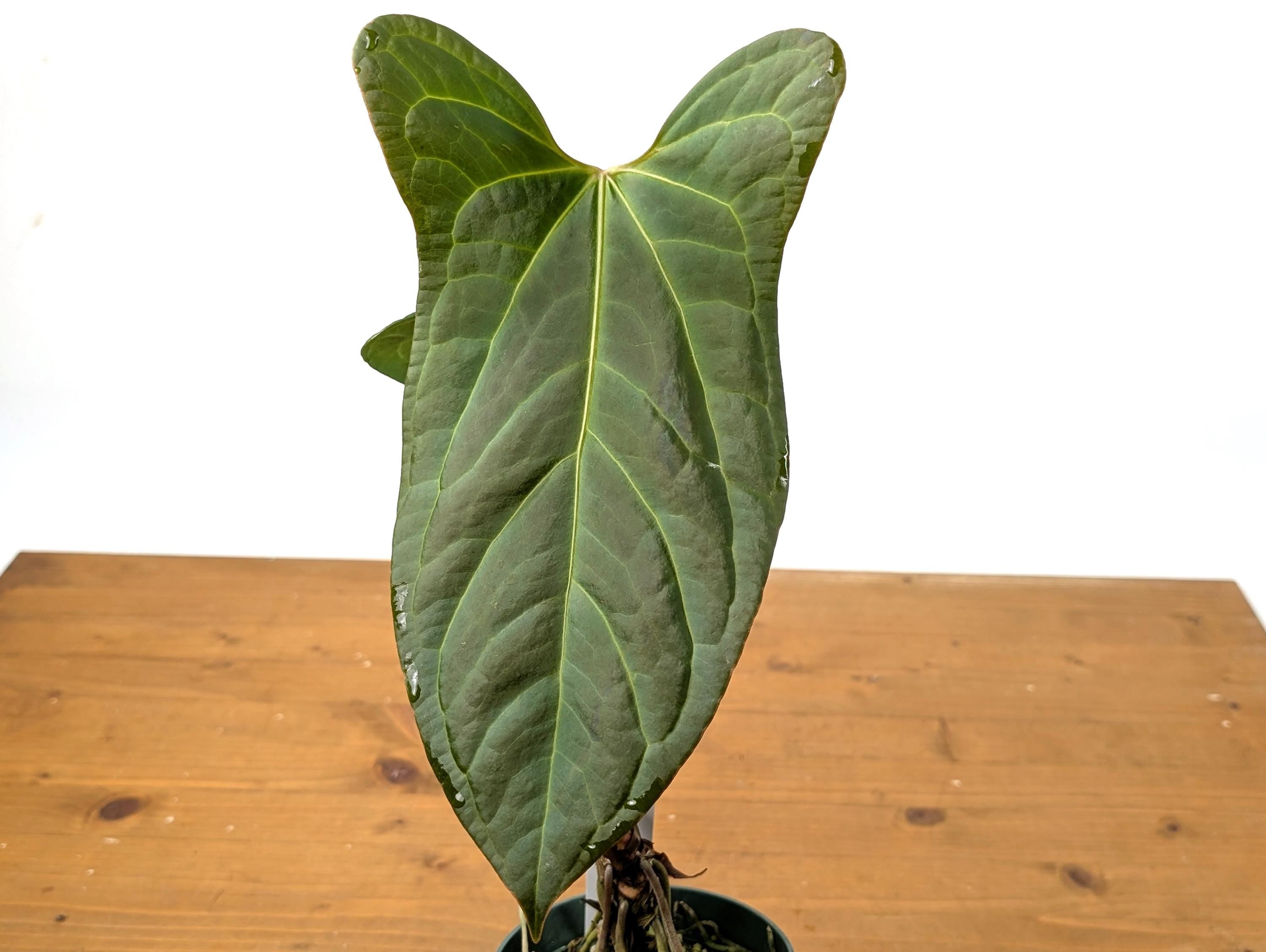 Anthurium Crystallinum x Pinkleyi &