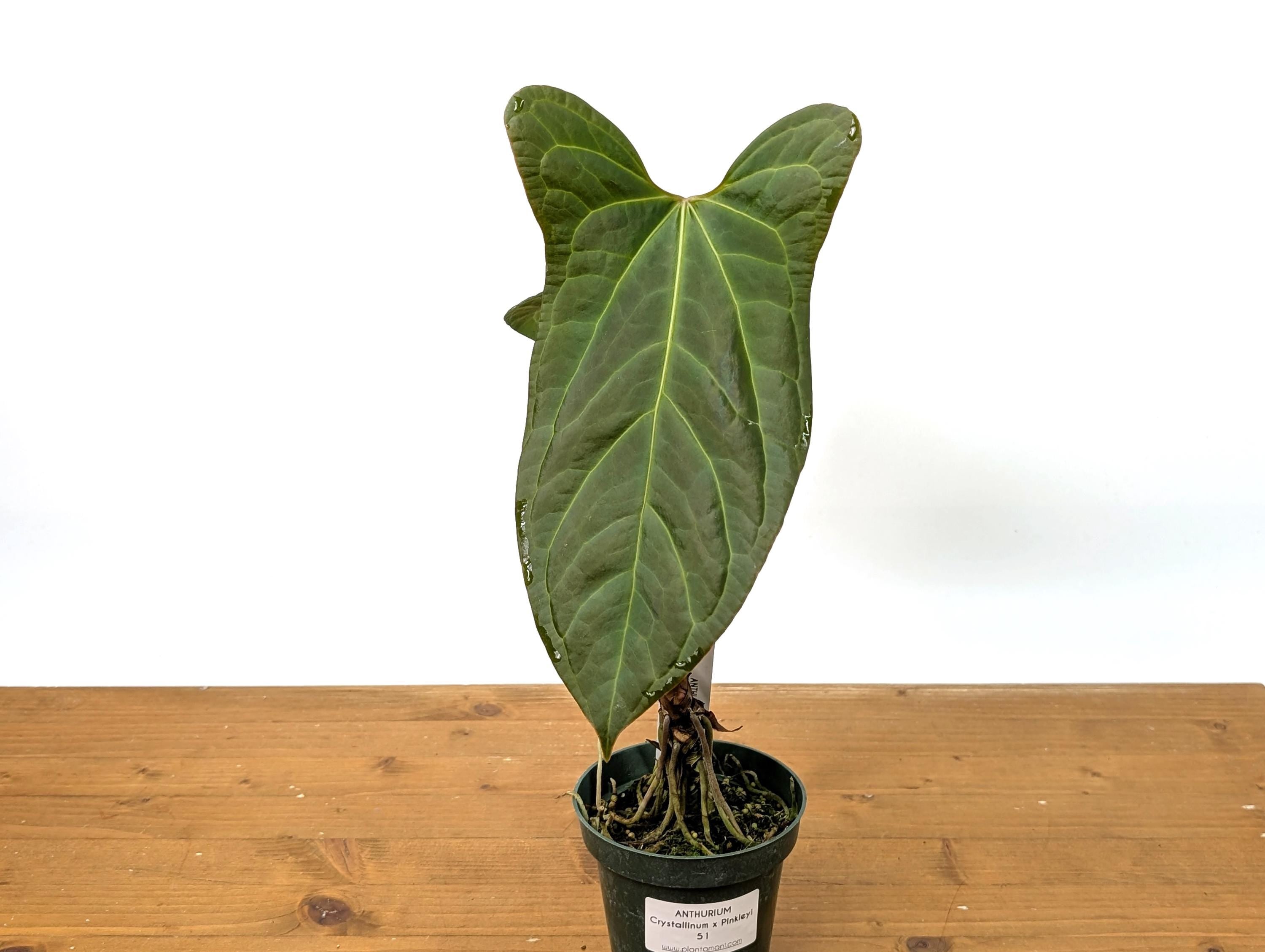 Anthurium Crystallinum x Pinkleyi &