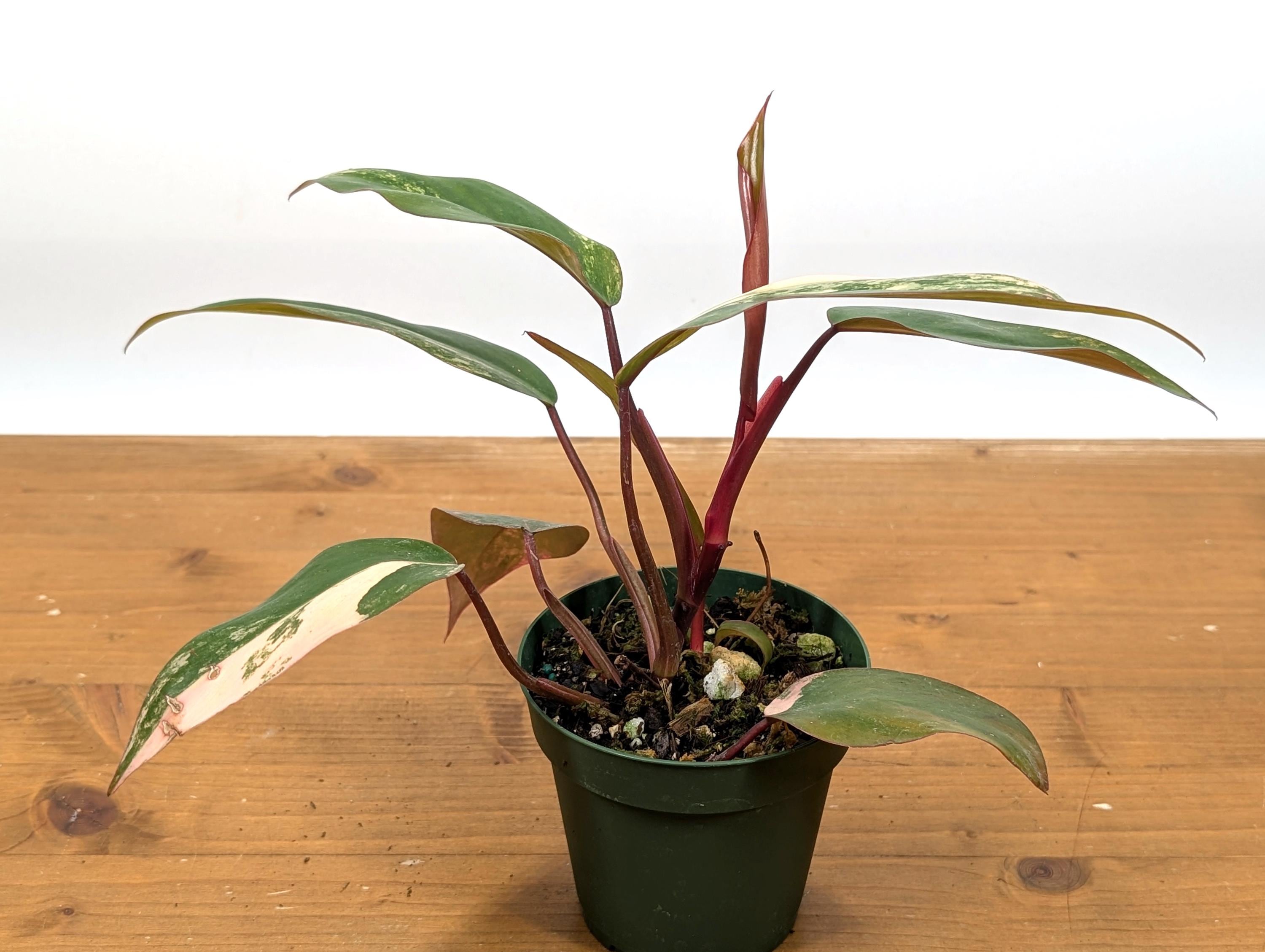 Philodendron Strawberry Shake - Grower&