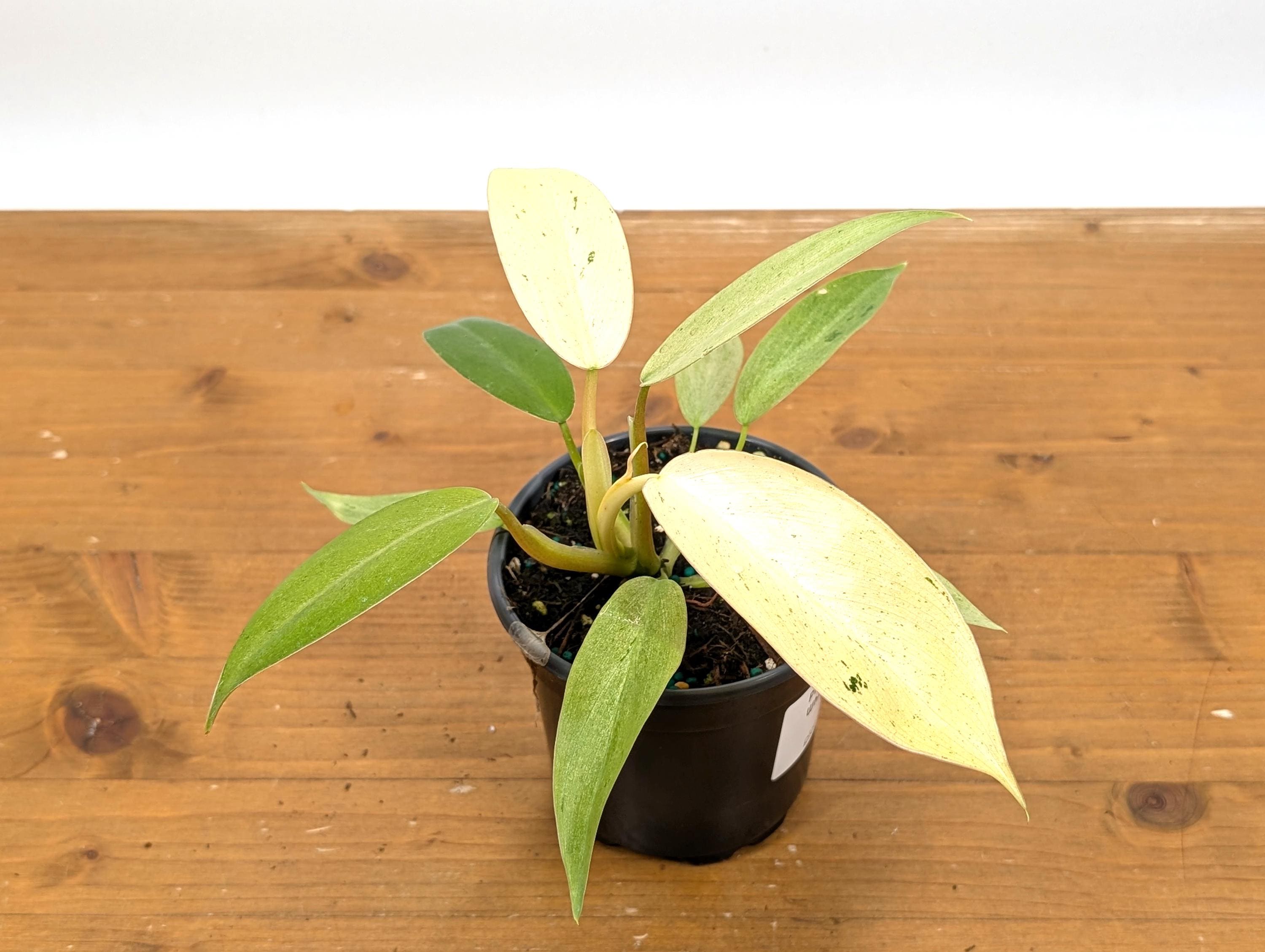 Philodendron Whipple Way Variegated