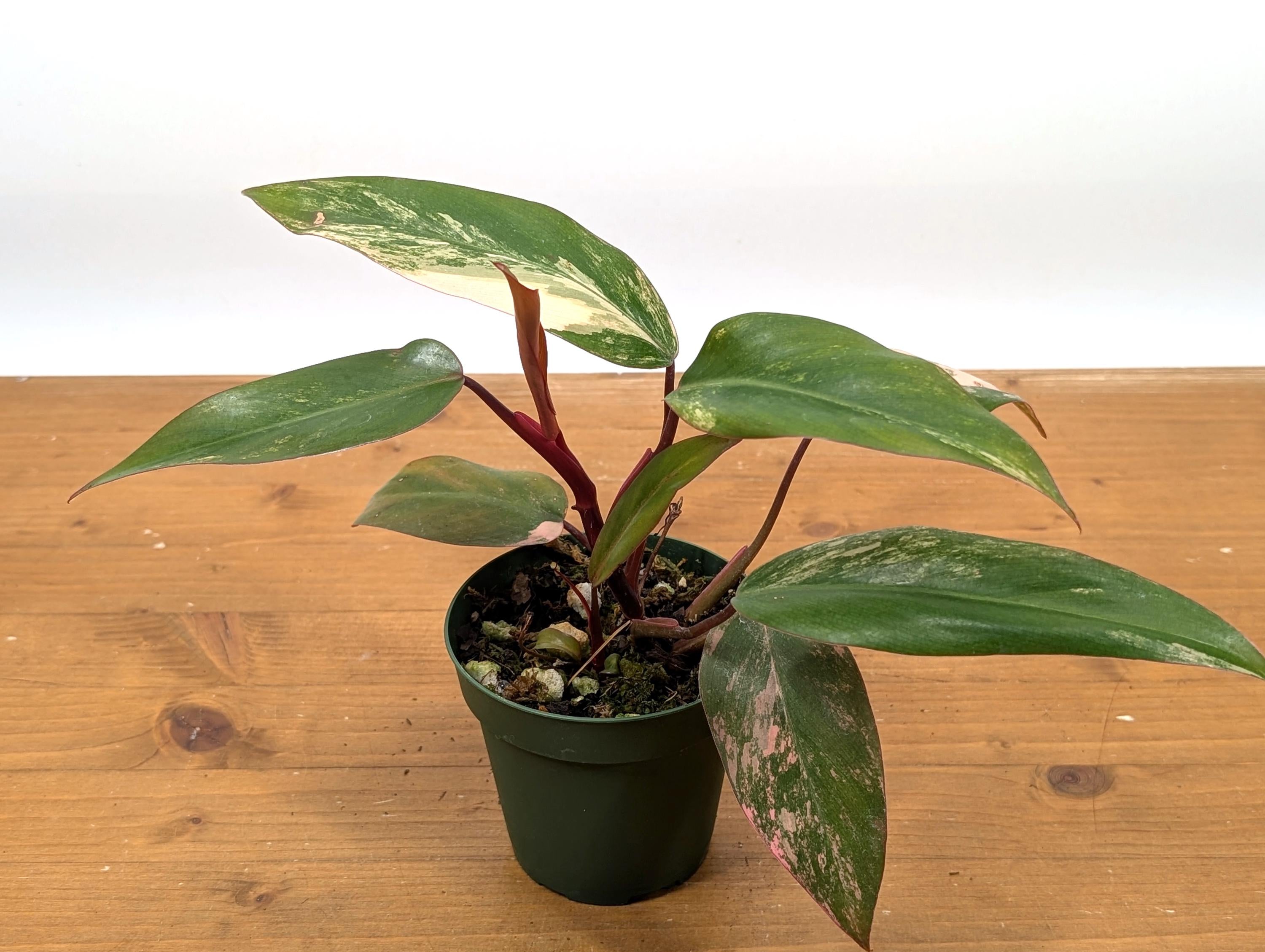 Philodendron Strawberry Shake - Grower&