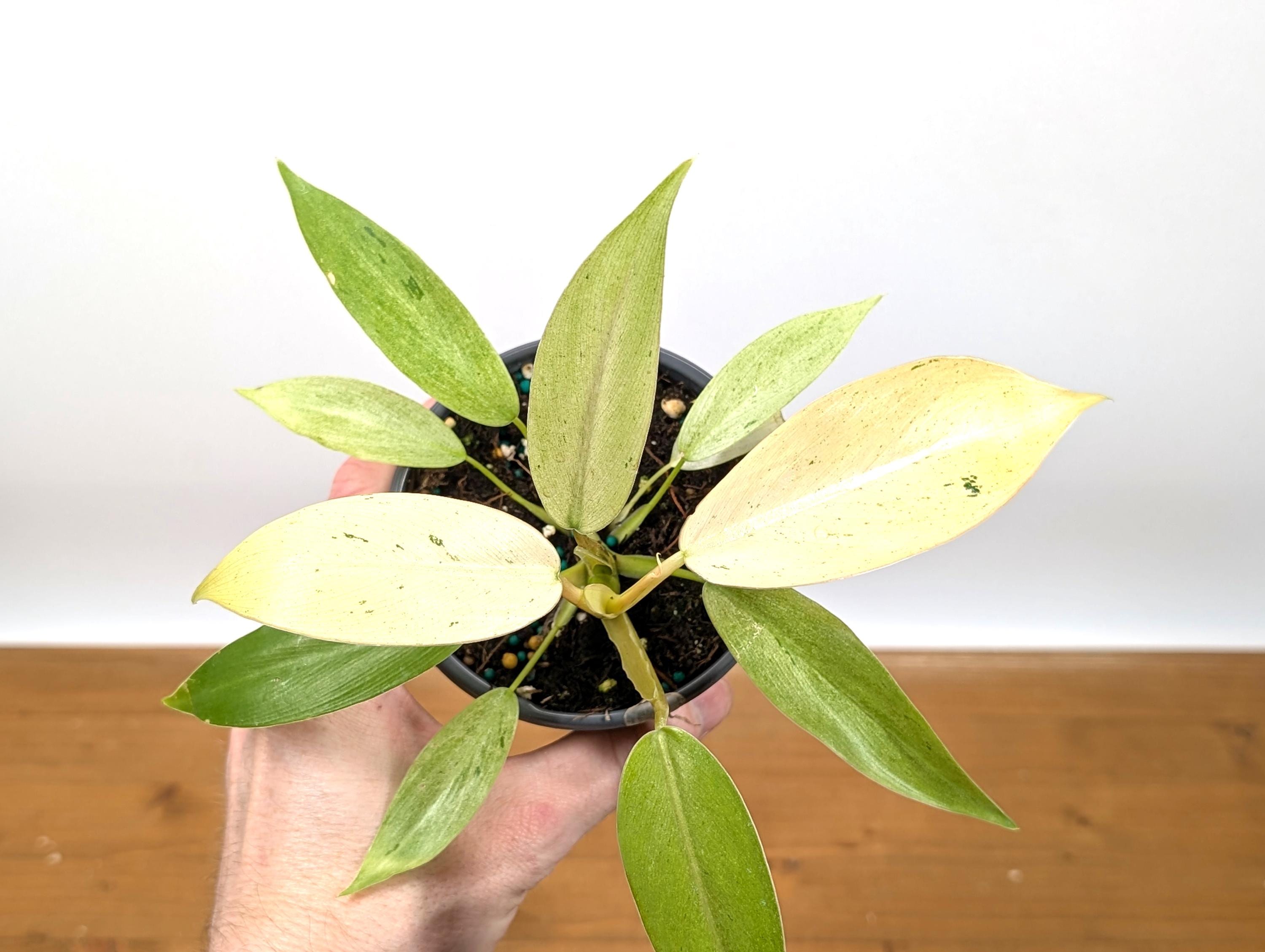 Philodendron Whipple Way Variegated