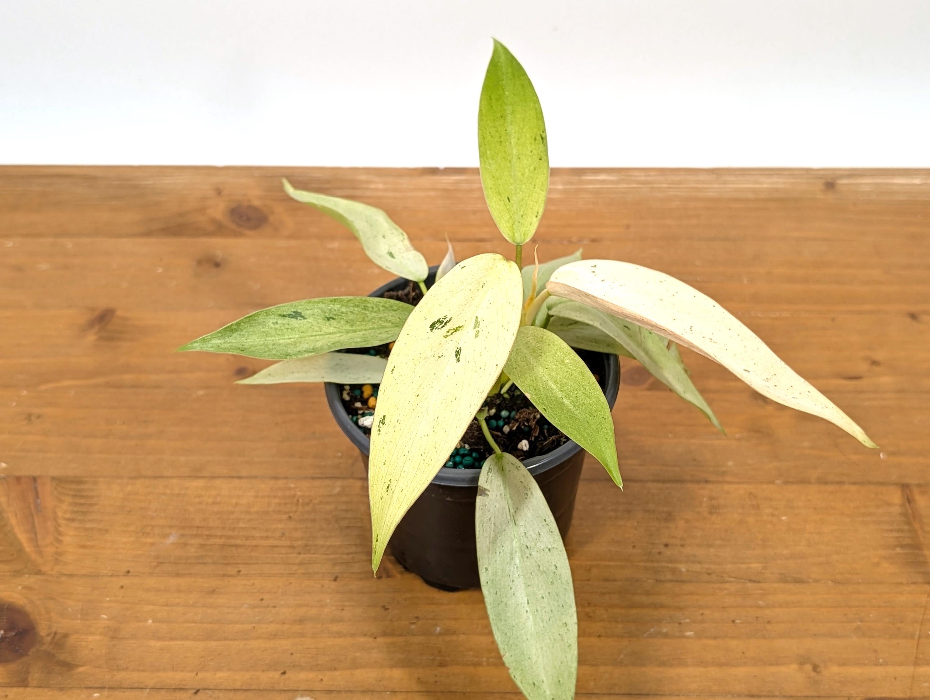 Philodendron Whipple Way Variegated