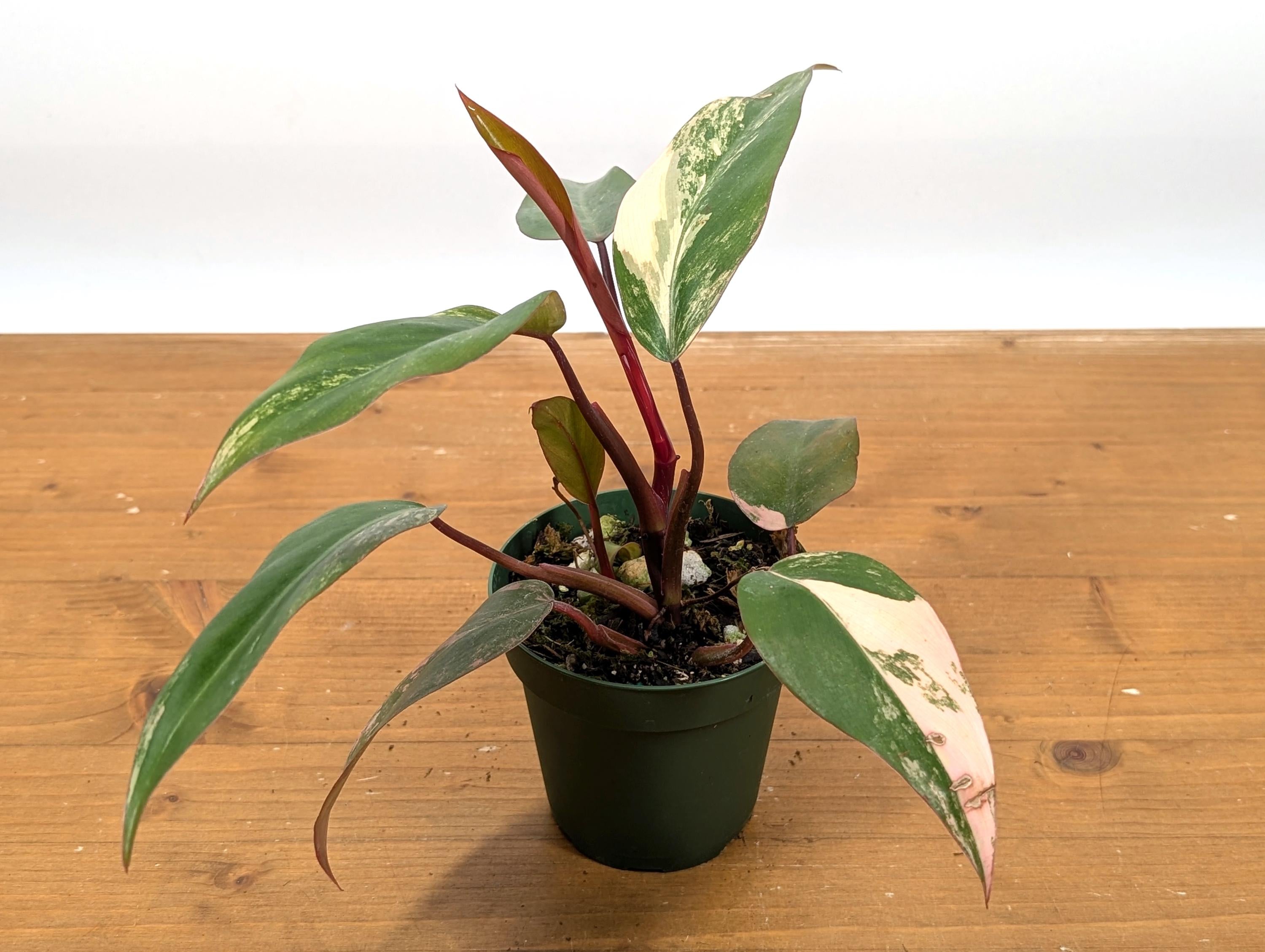 Philodendron Strawberry Shake - Grower&