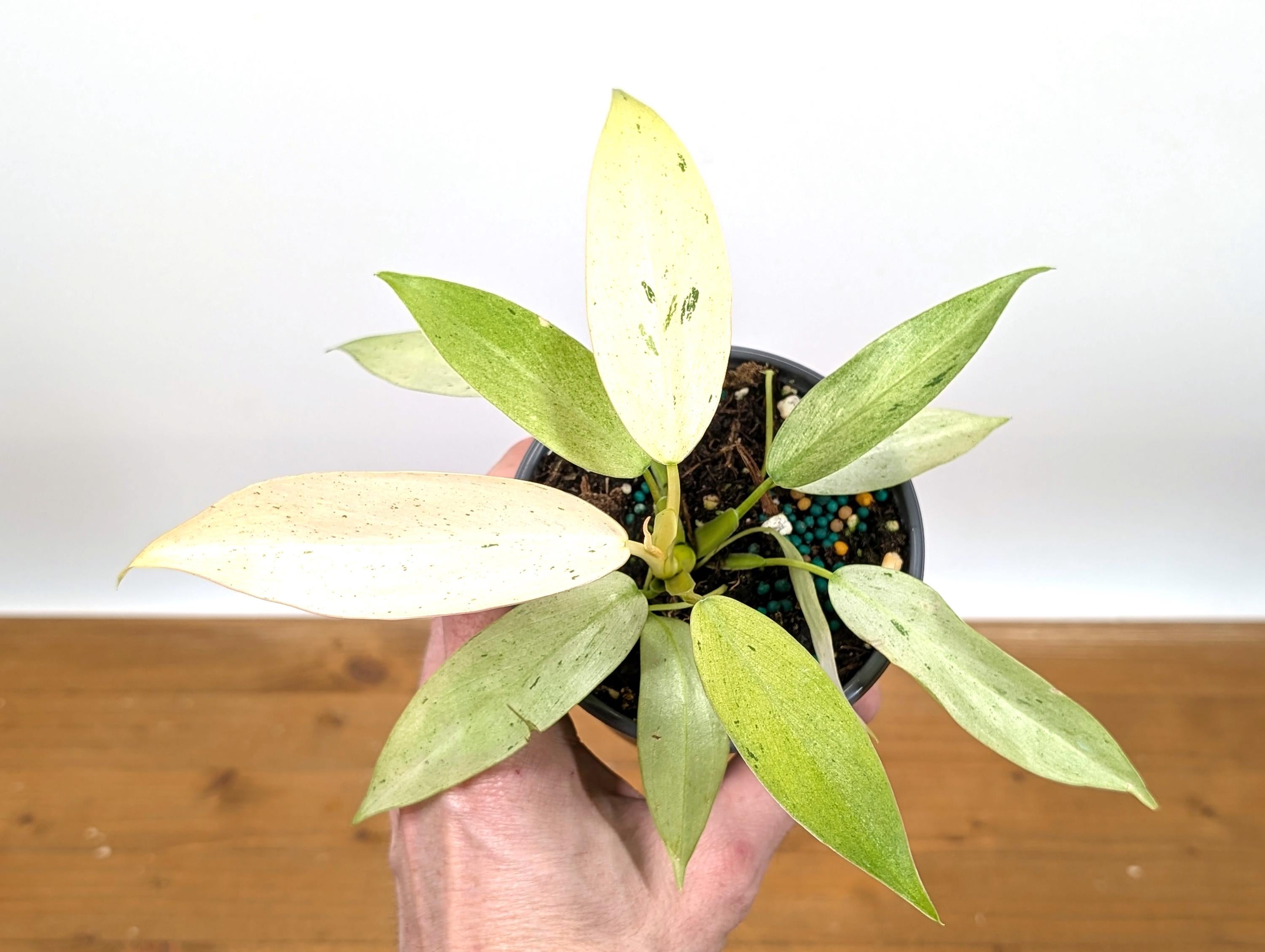 Philodendron Whipple Way Variegated