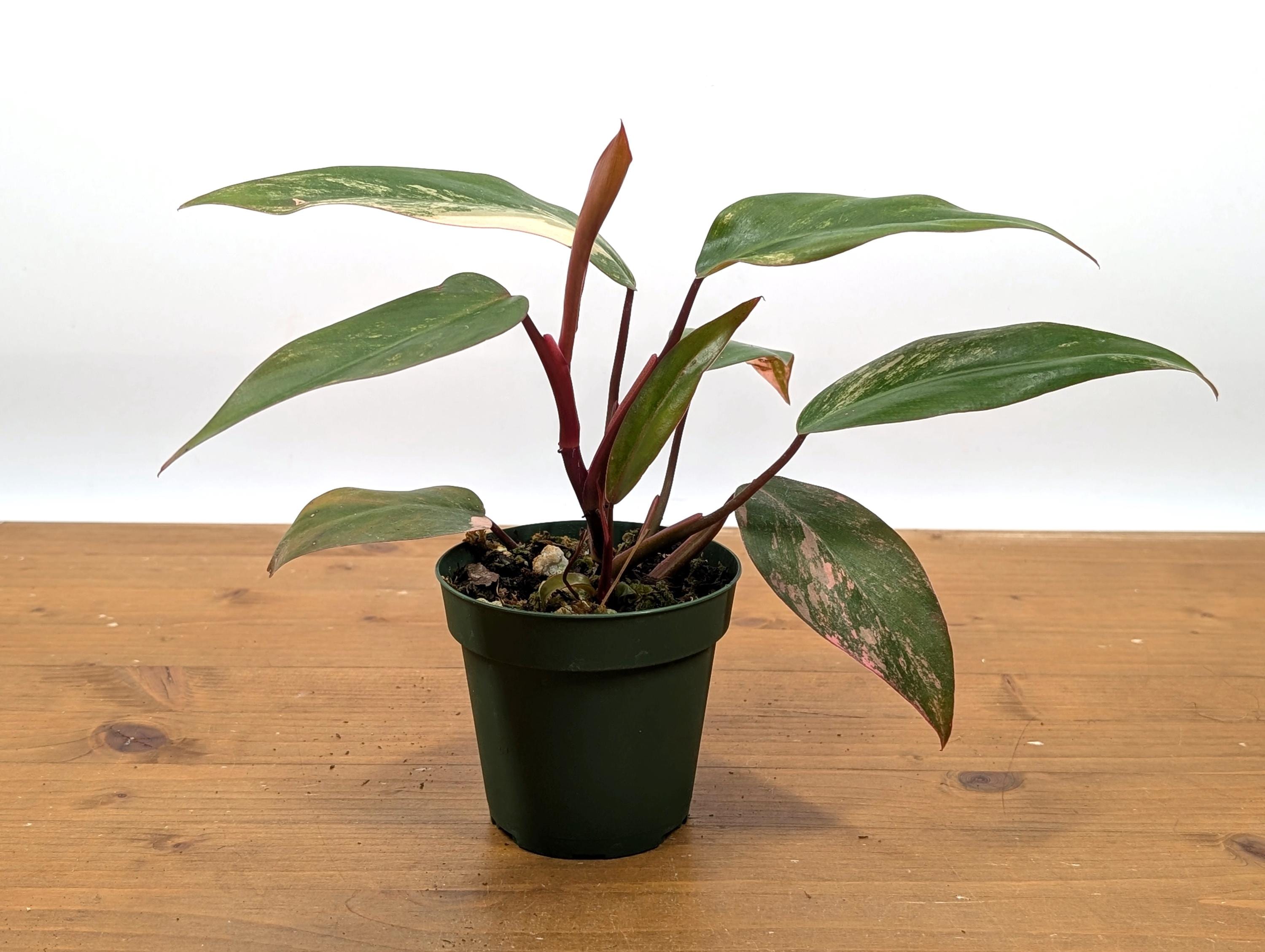 Philodendron Strawberry Shake - Grower&