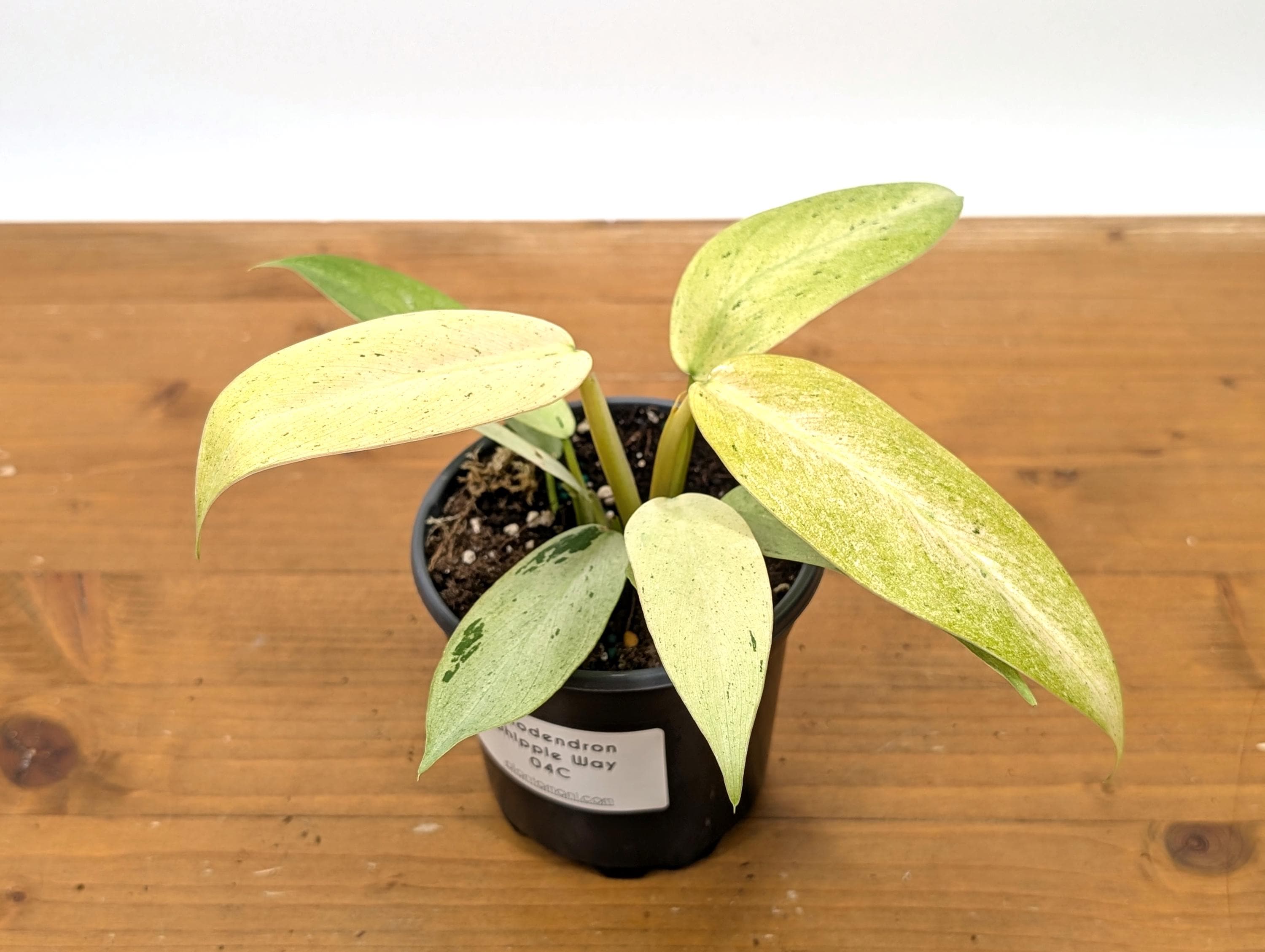 Philodendron Whipple Way Variegated