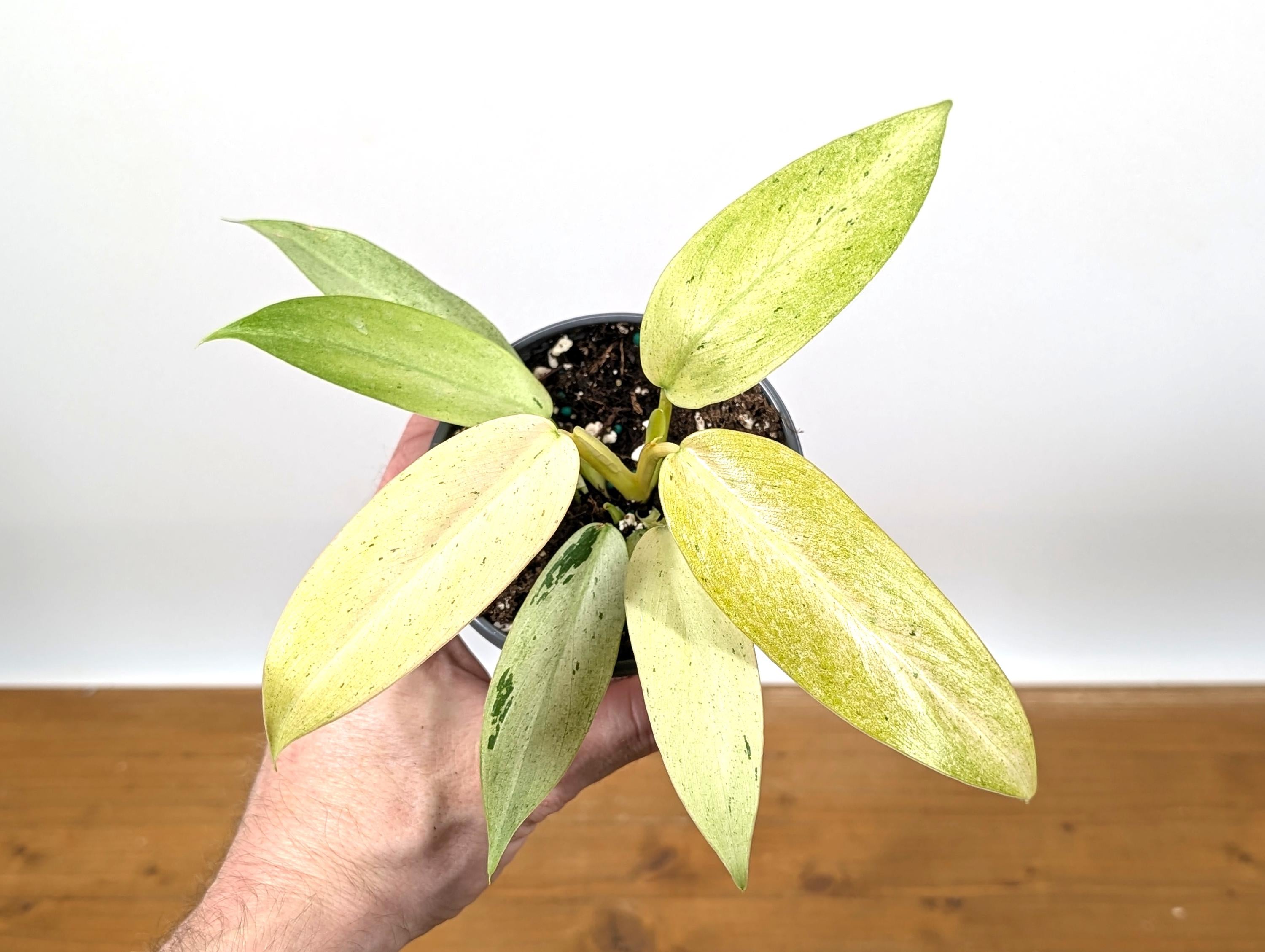 Philodendron Whipple Way Variegated