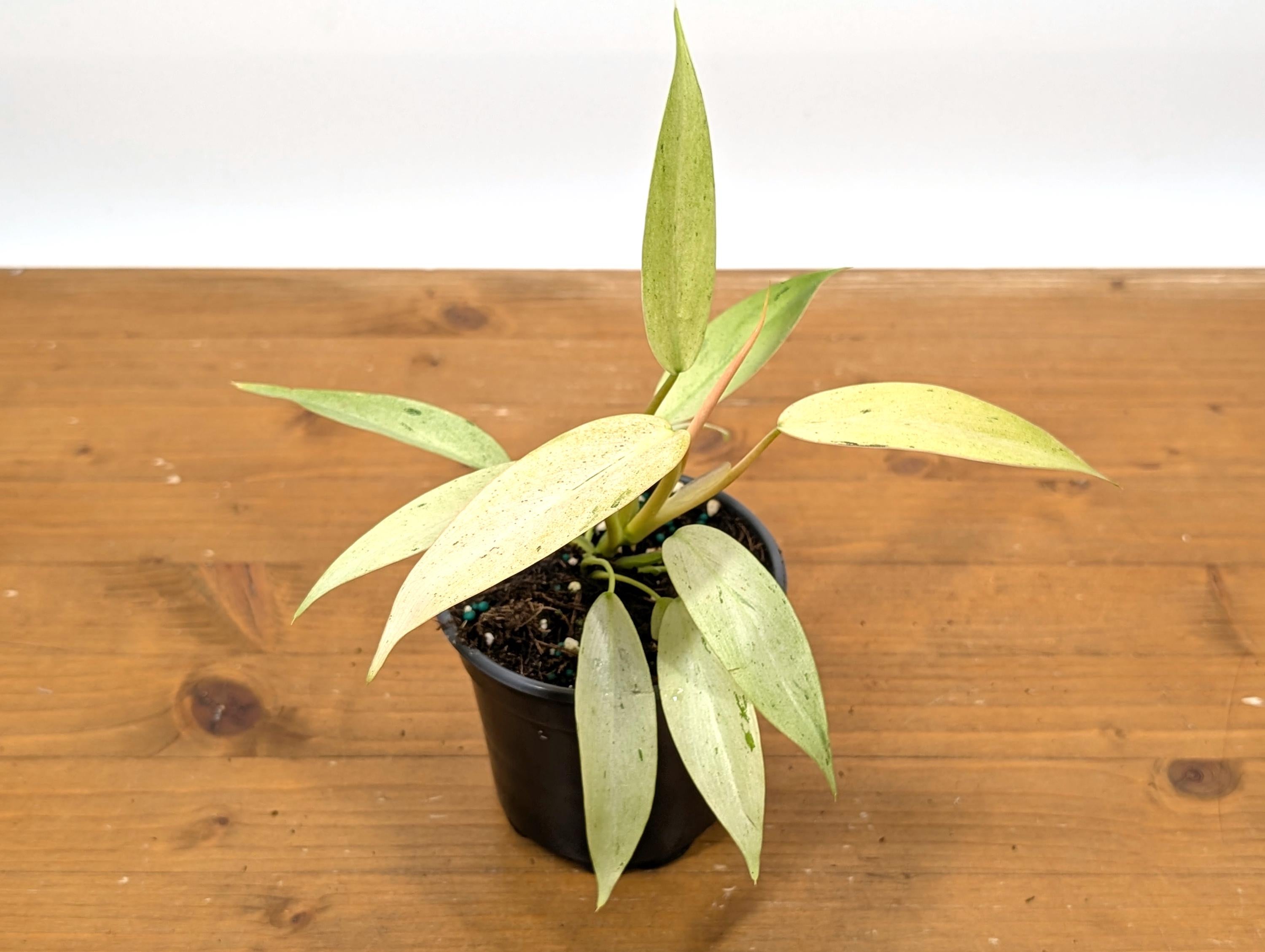 Philodendron Whipple Way Variegated