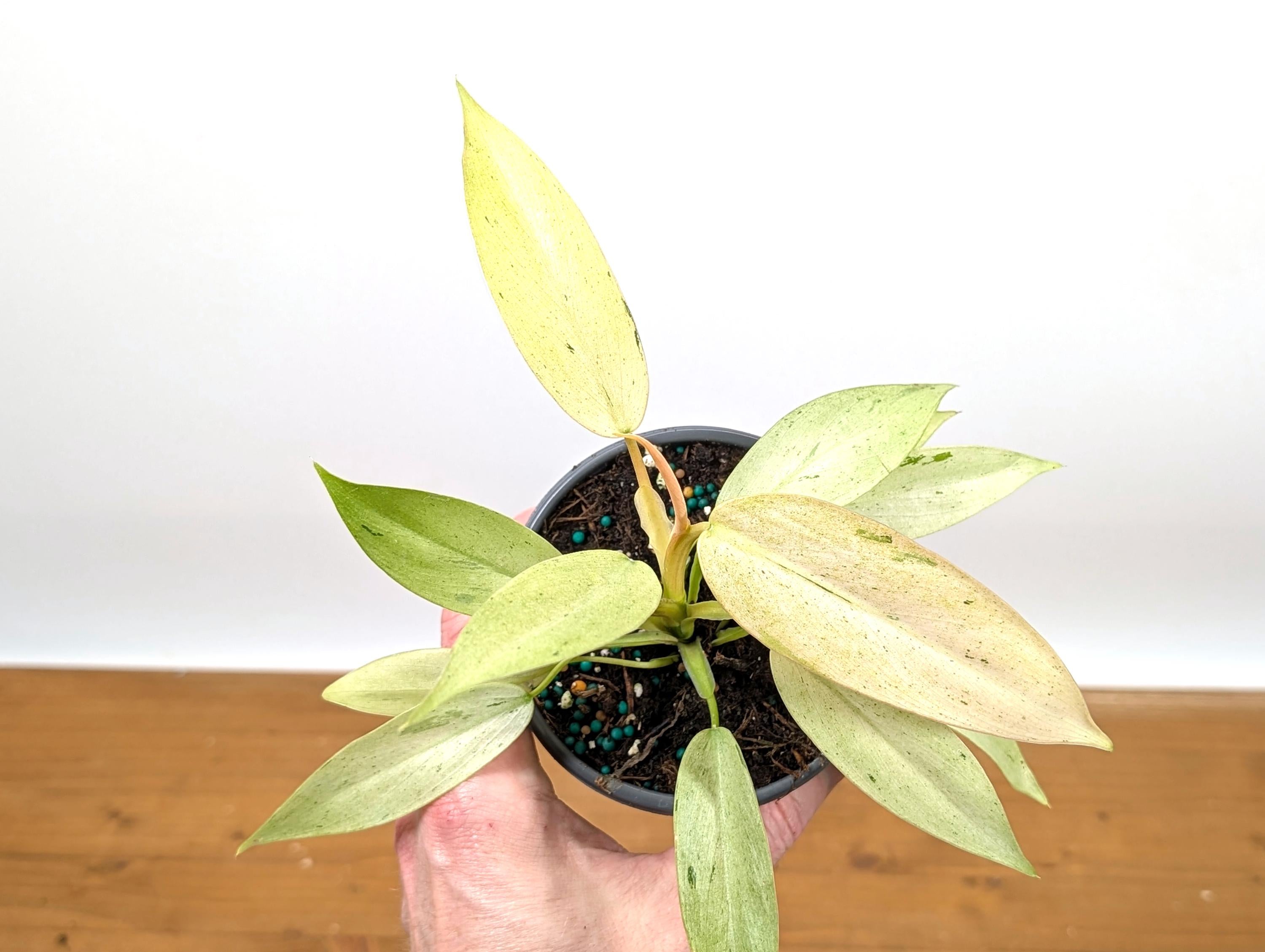 Philodendron Whipple Way Variegated