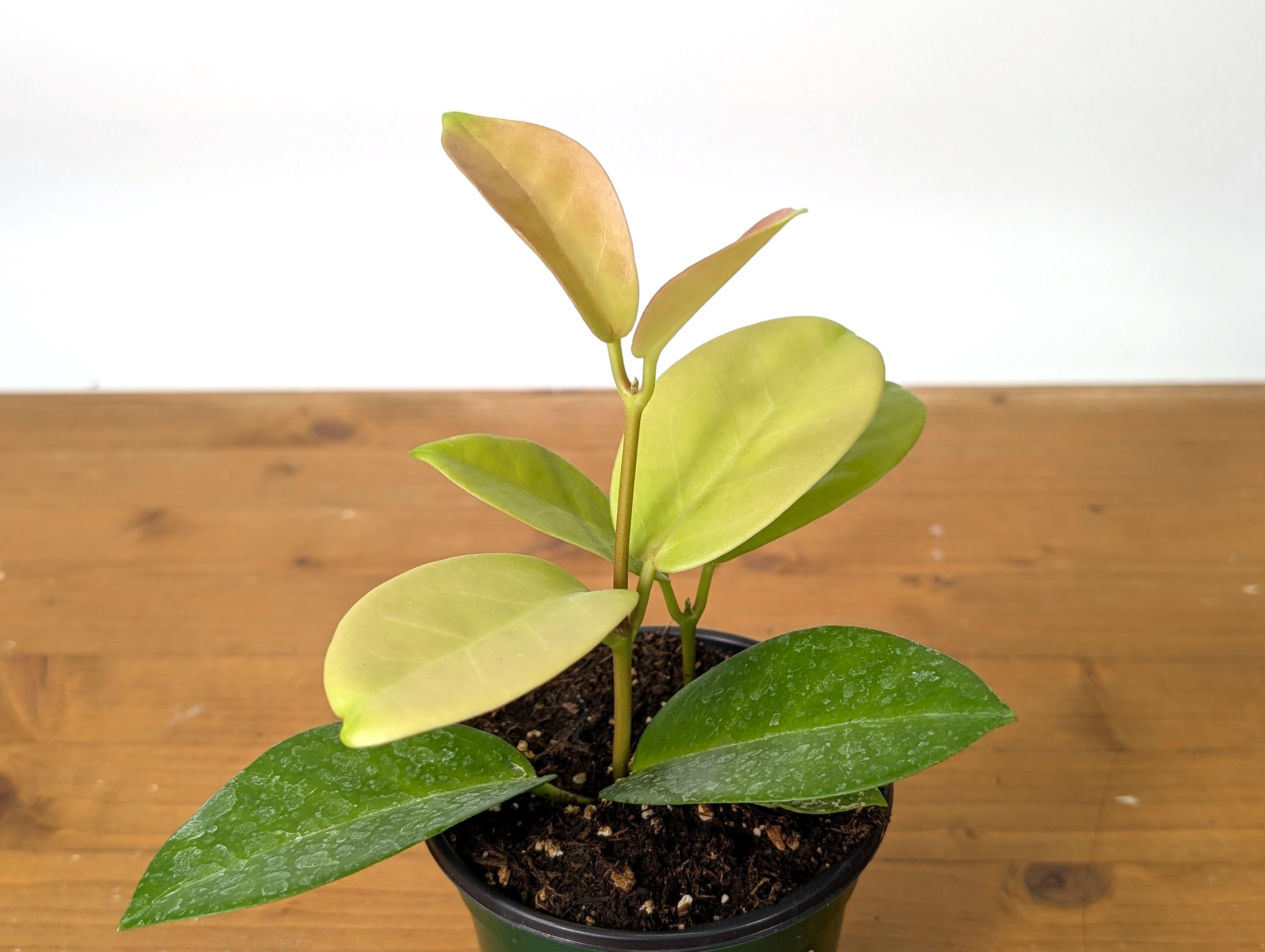 Hoya Skinneriana Fragrant Blooming Vining Houseplant 4 inch pot