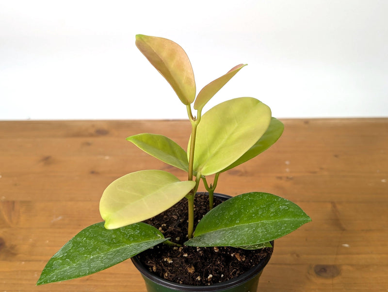Hoya Skinneriana Fragrant Blooming Vining Houseplant 4 inch pot
