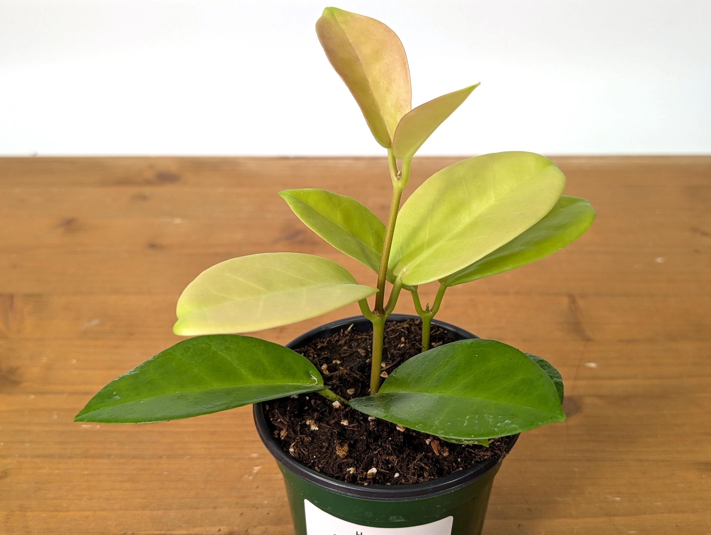 Hoya Skinneriana Fragrant Blooming Vining Houseplant 4 inch pot