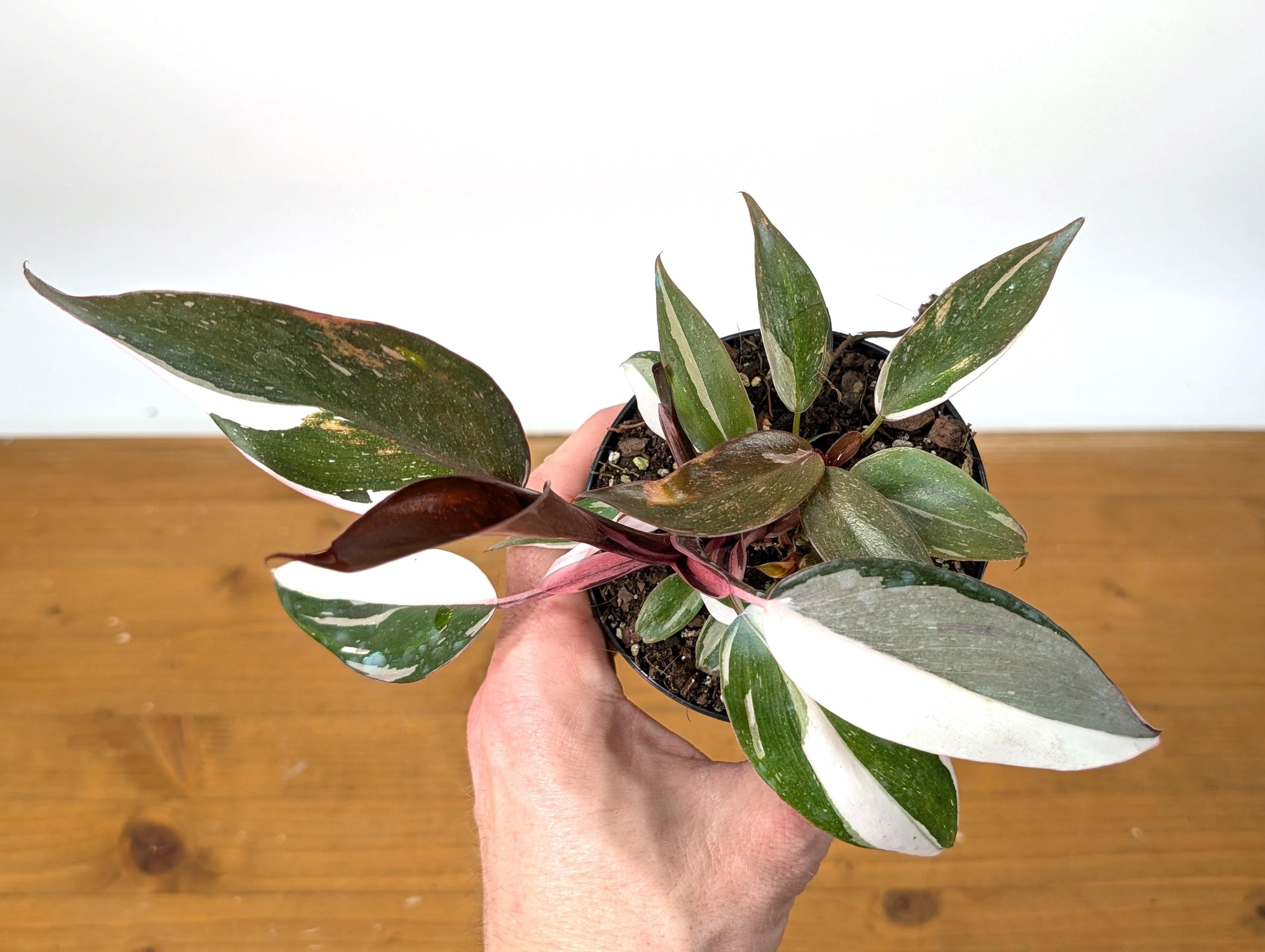 Philodendron Red Anderson