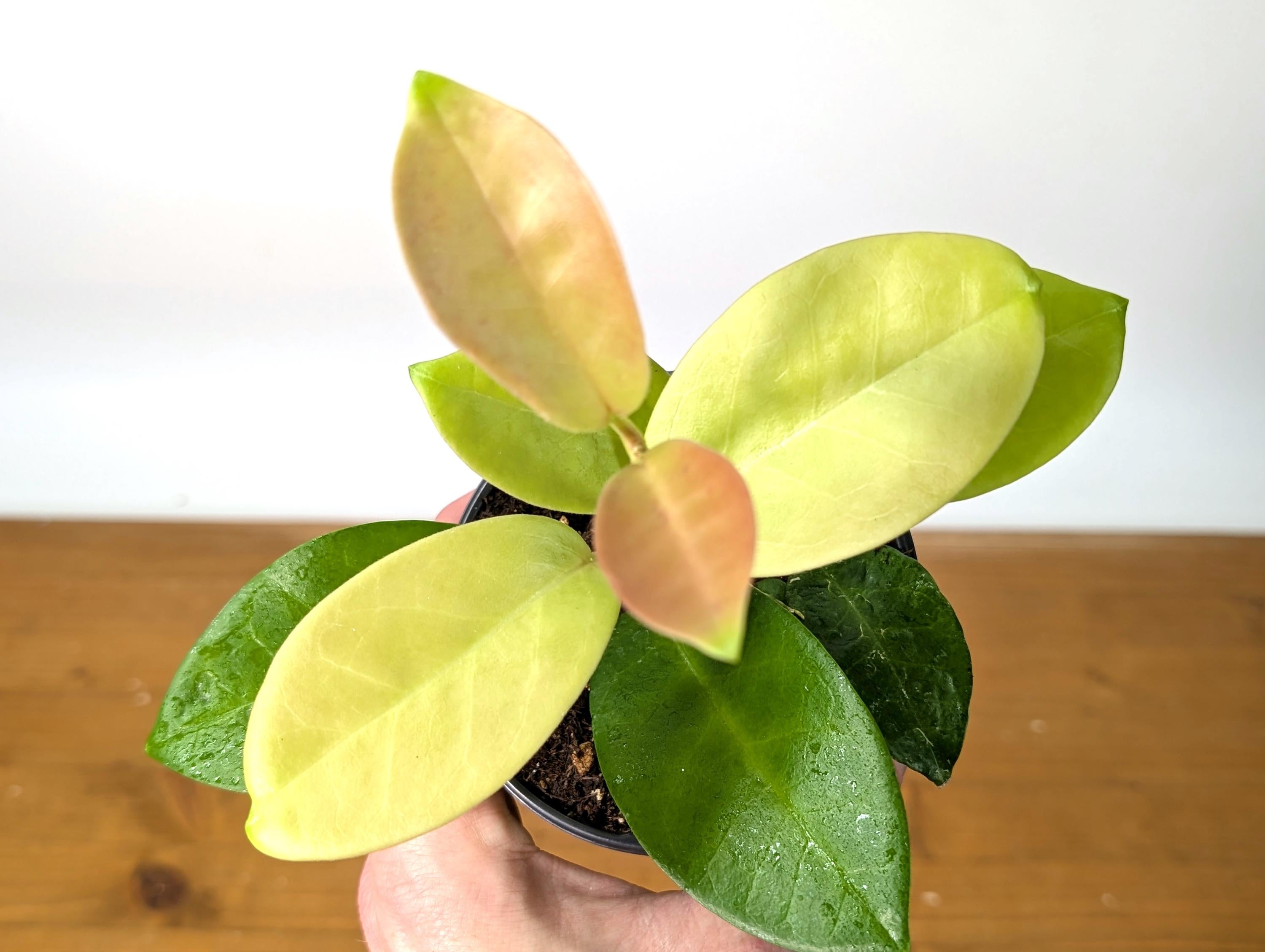 Hoya Skinneriana Fragrant Blooming Vining Houseplant 4 inch pot