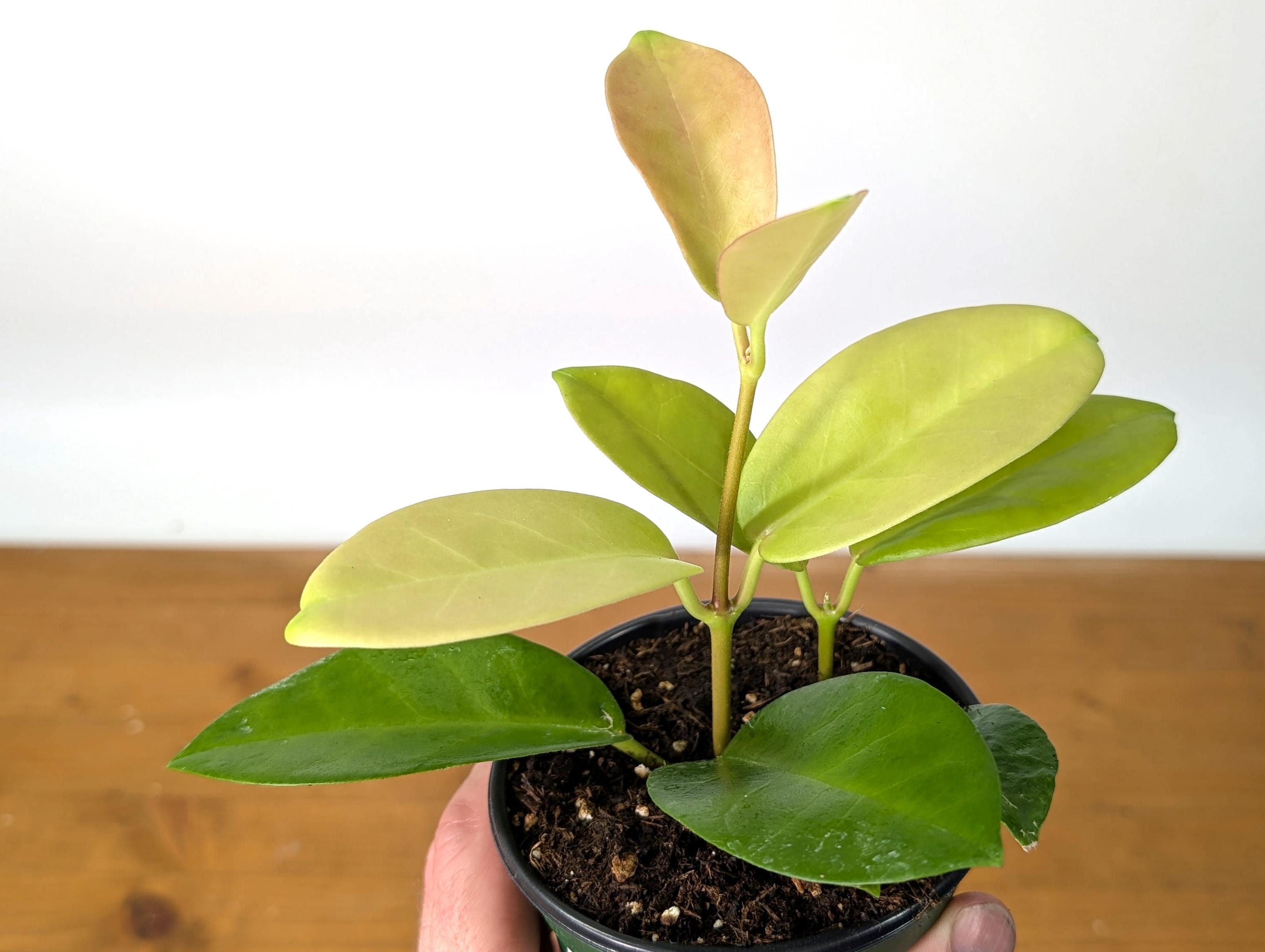 Hoya Skinneriana Fragrant Blooming Vining Houseplant 4 inch pot