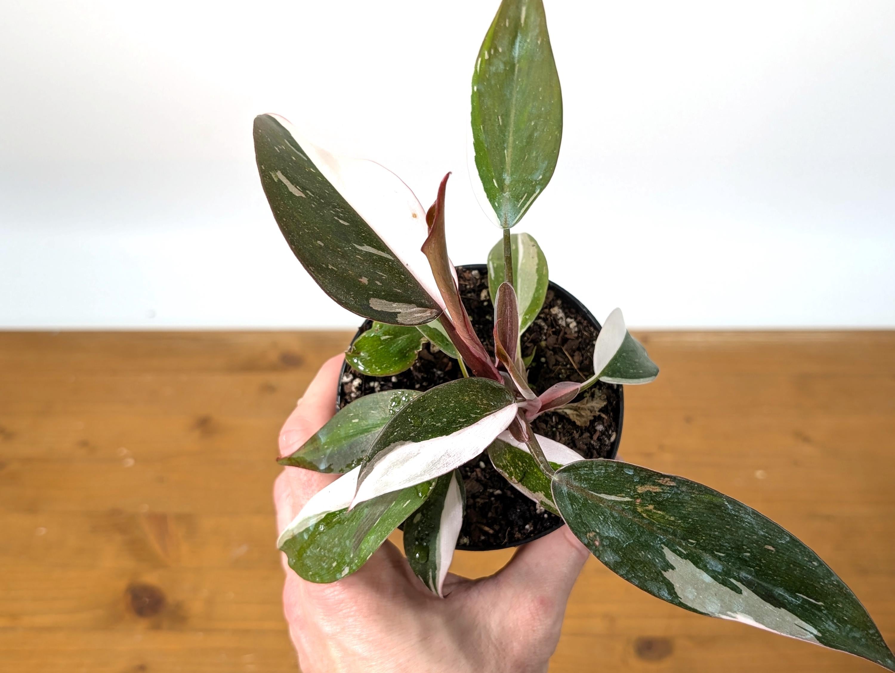 Philodendron Red Anderson