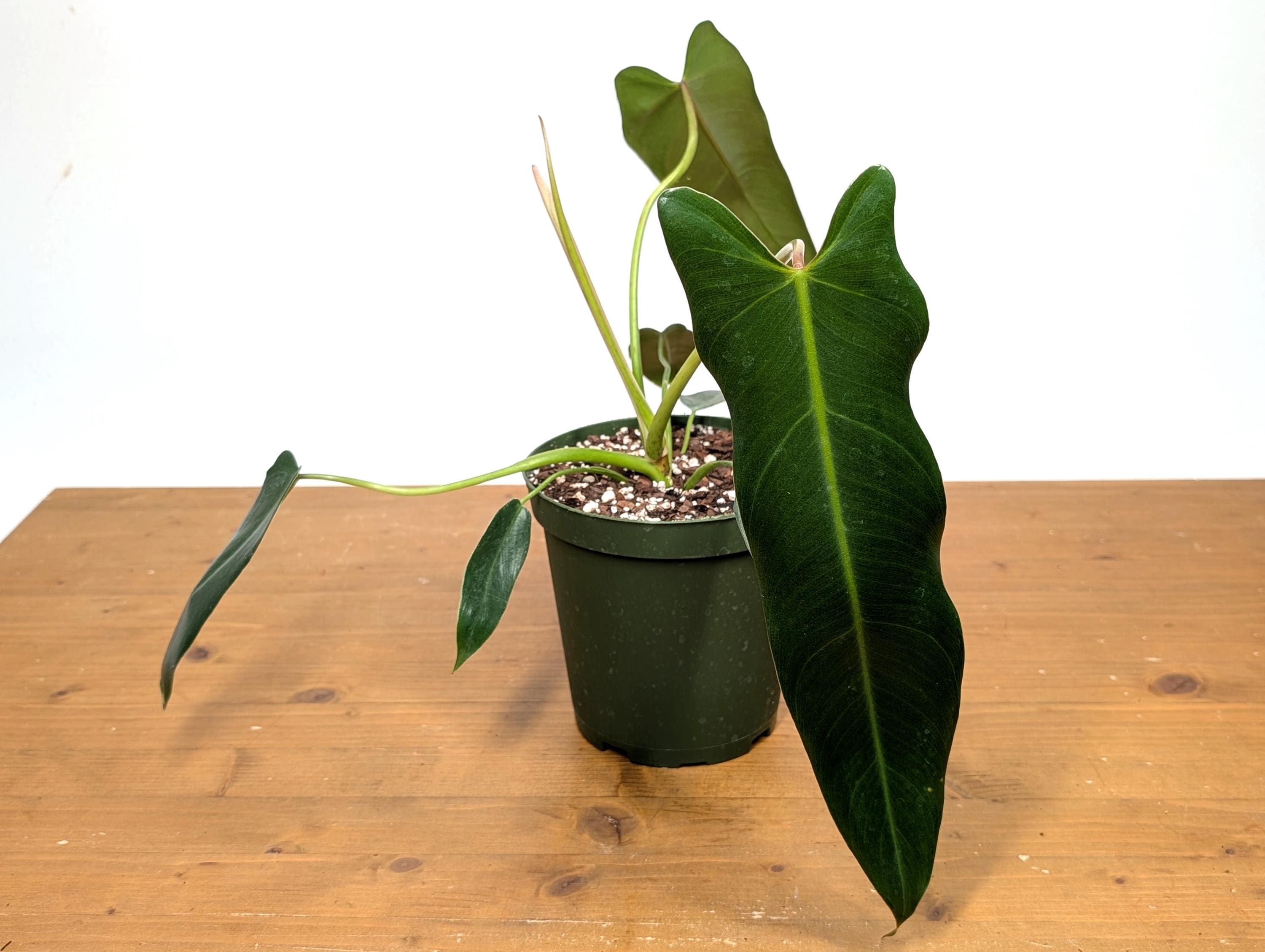 Philodendron Spiritus Sancti - 6 Inch Pot Large Plants