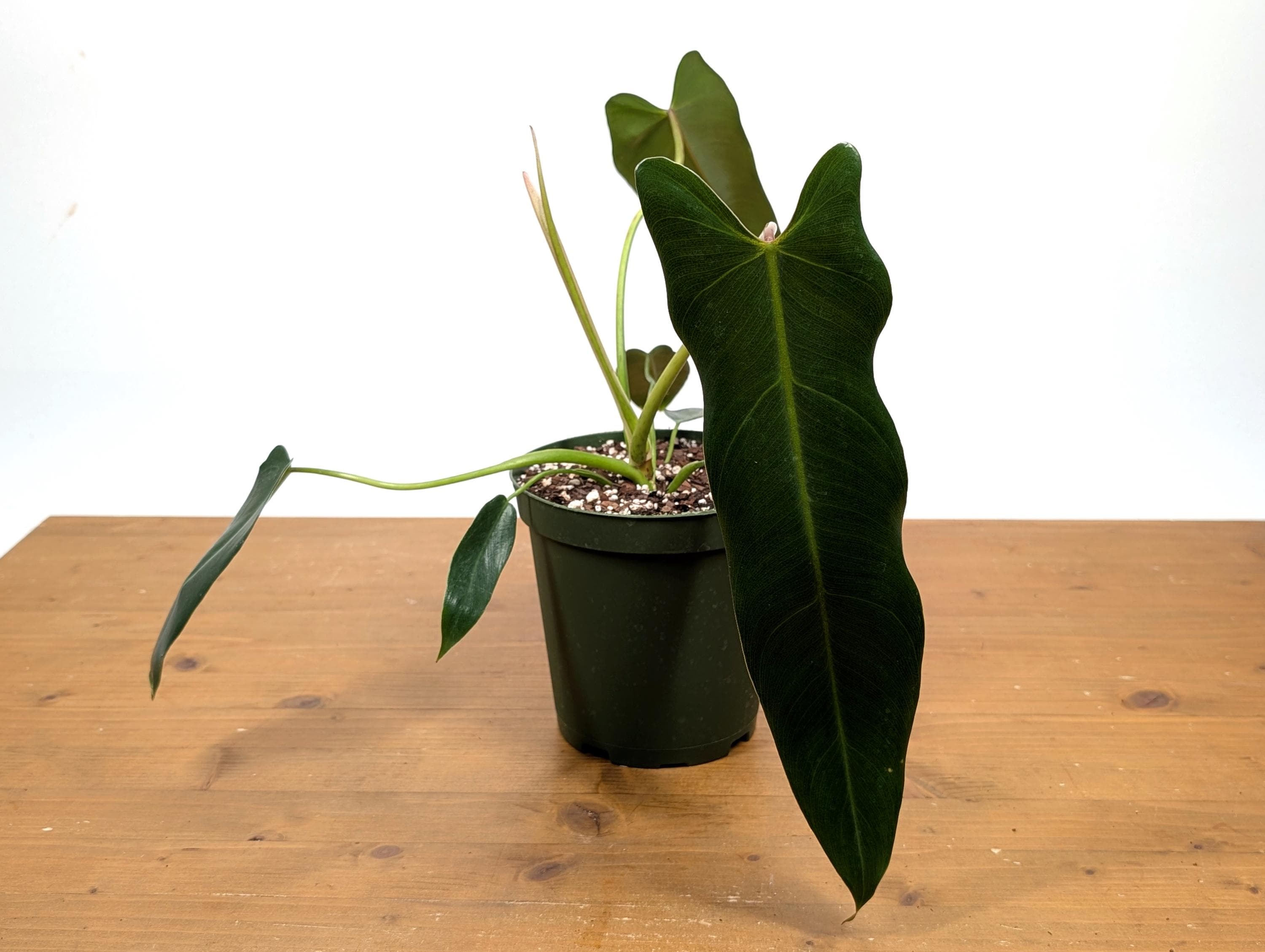 Philodendron Spiritus Sancti - 6 Inch Pot Large Plants