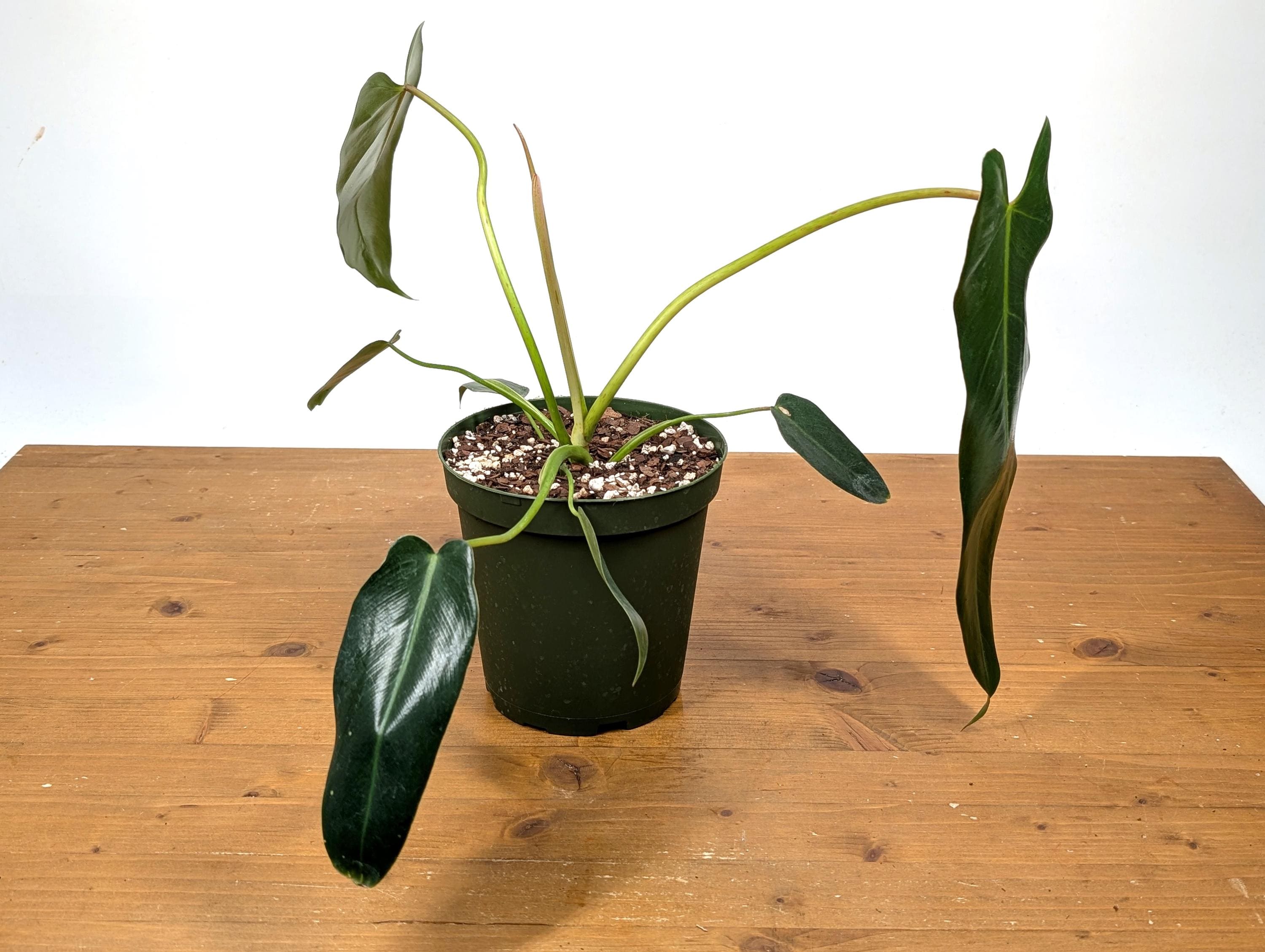 Philodendron Spiritus Sancti - 6 Inch Pot Large Plants